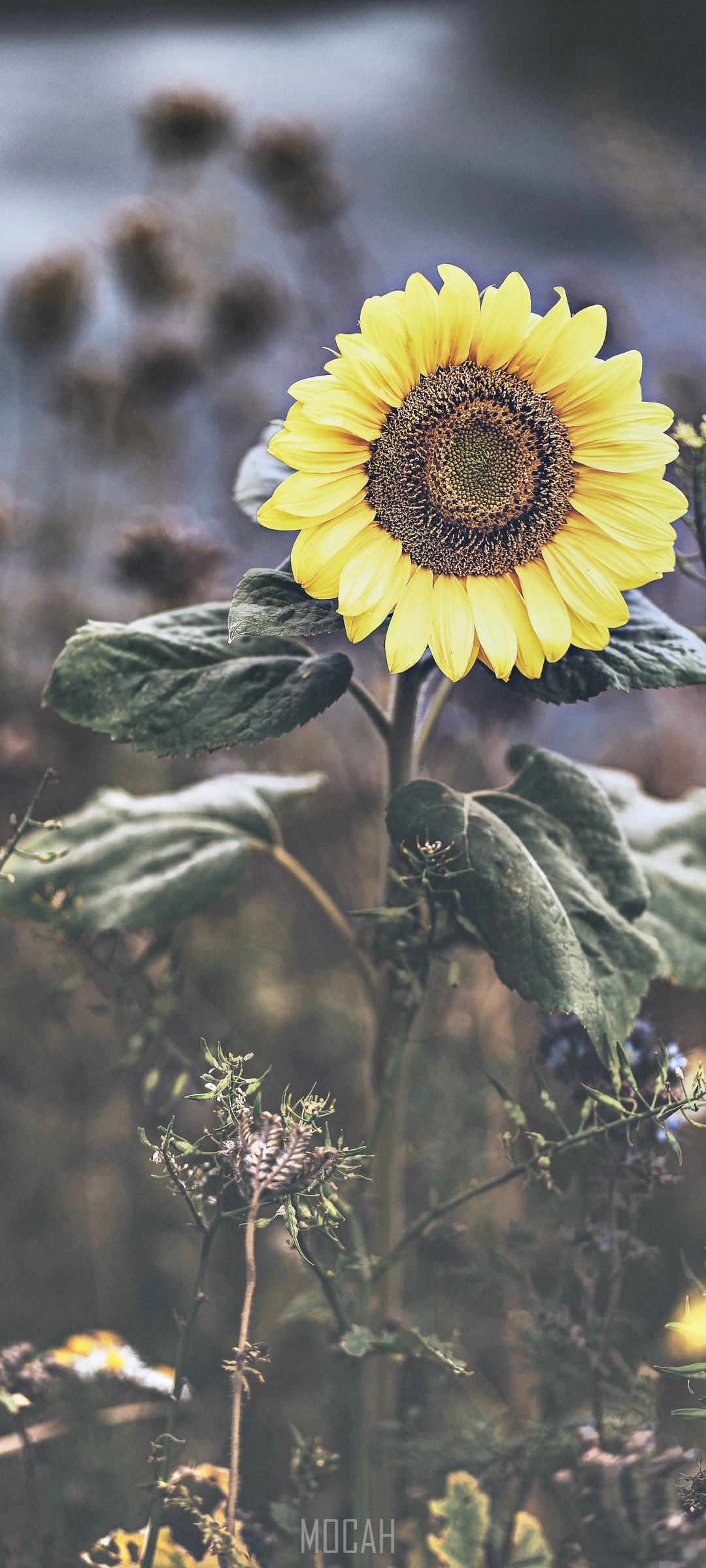 Sunflower in a field with dried plants HD Phone Wallpaper