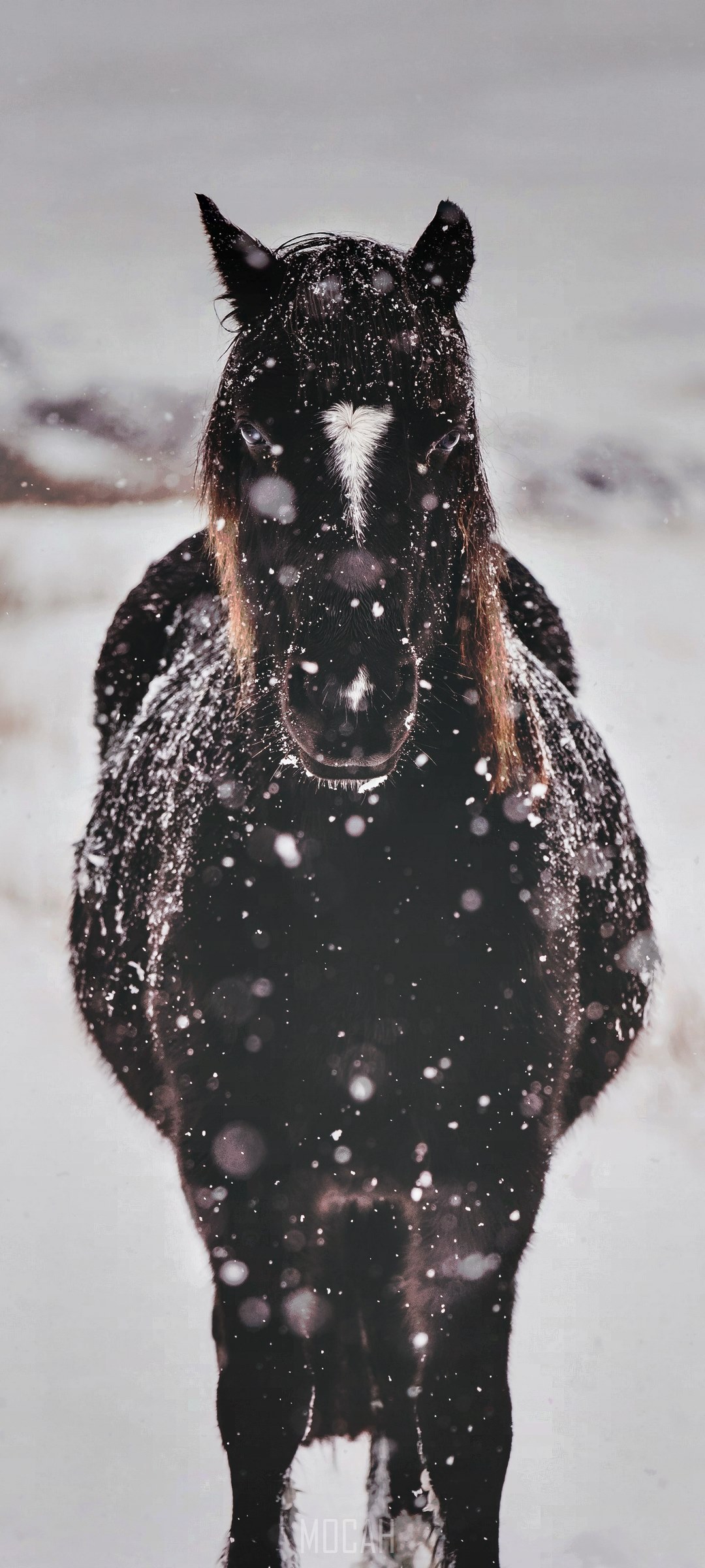 Black horse in falling snow HD Phone Wallpaper