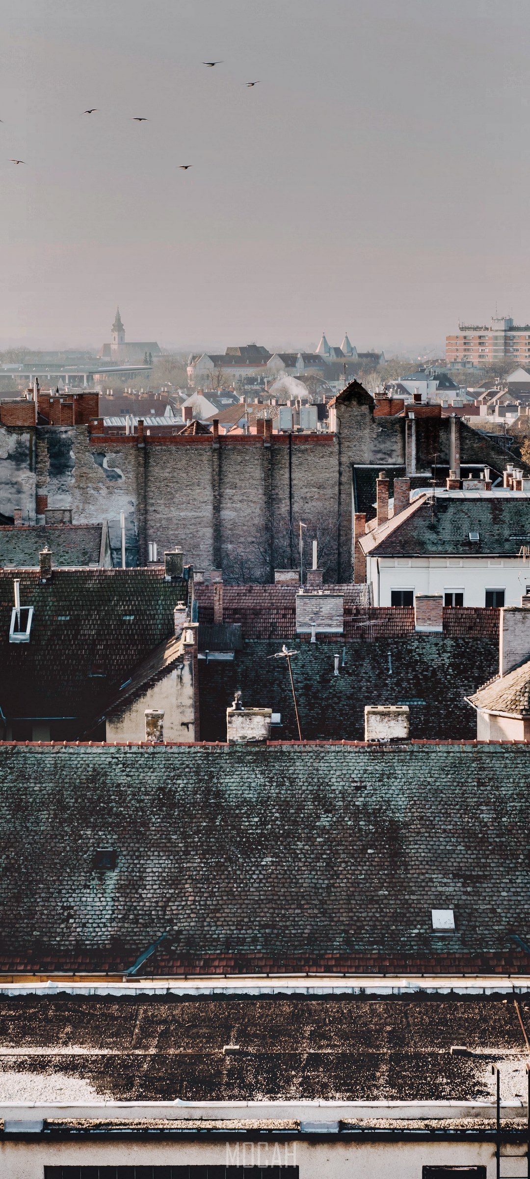Birds flying over rooftops in a city HD Phone Wallpaper