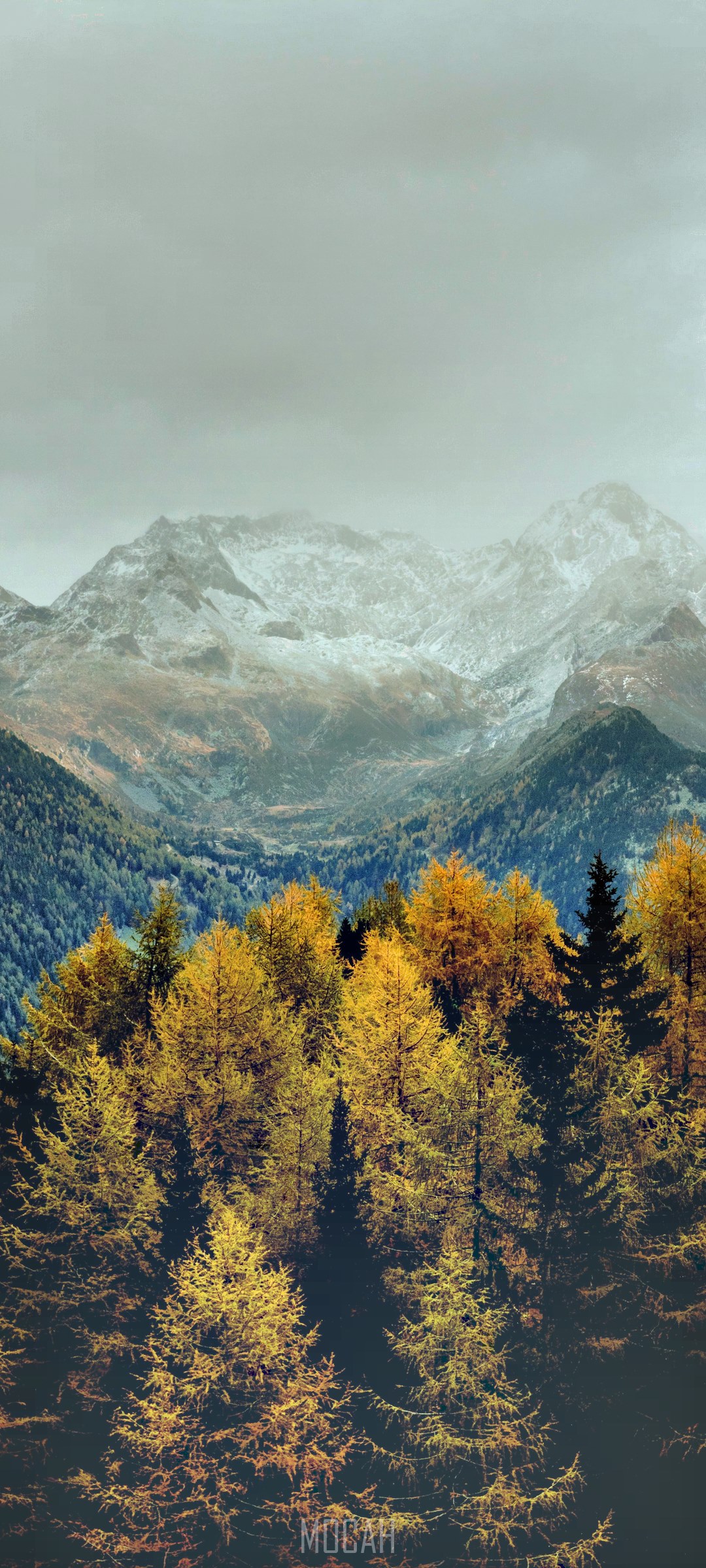 Autumn forest and snow-capped mountains HD Phone Wallpaper