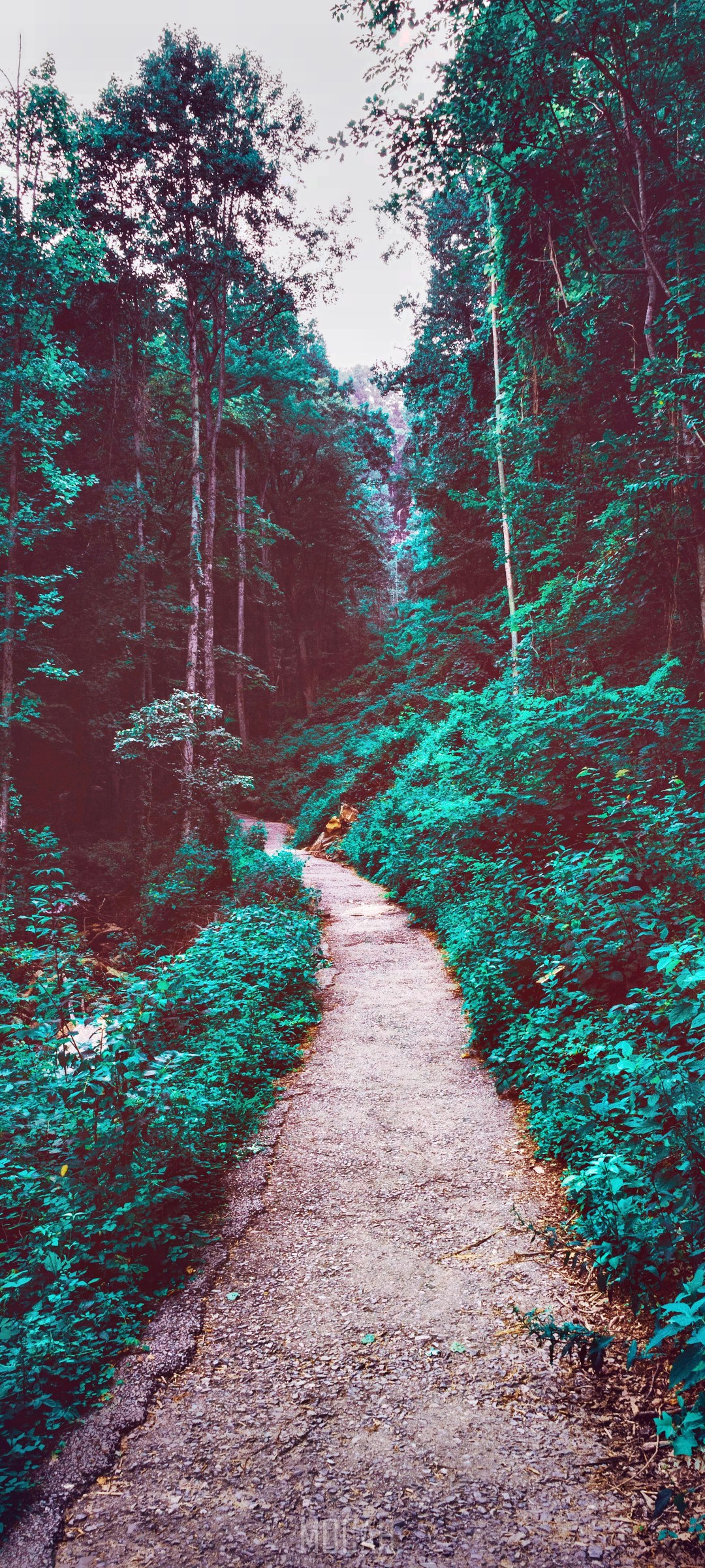 Dirt path through a verdant forest HD Phone Wallpaper