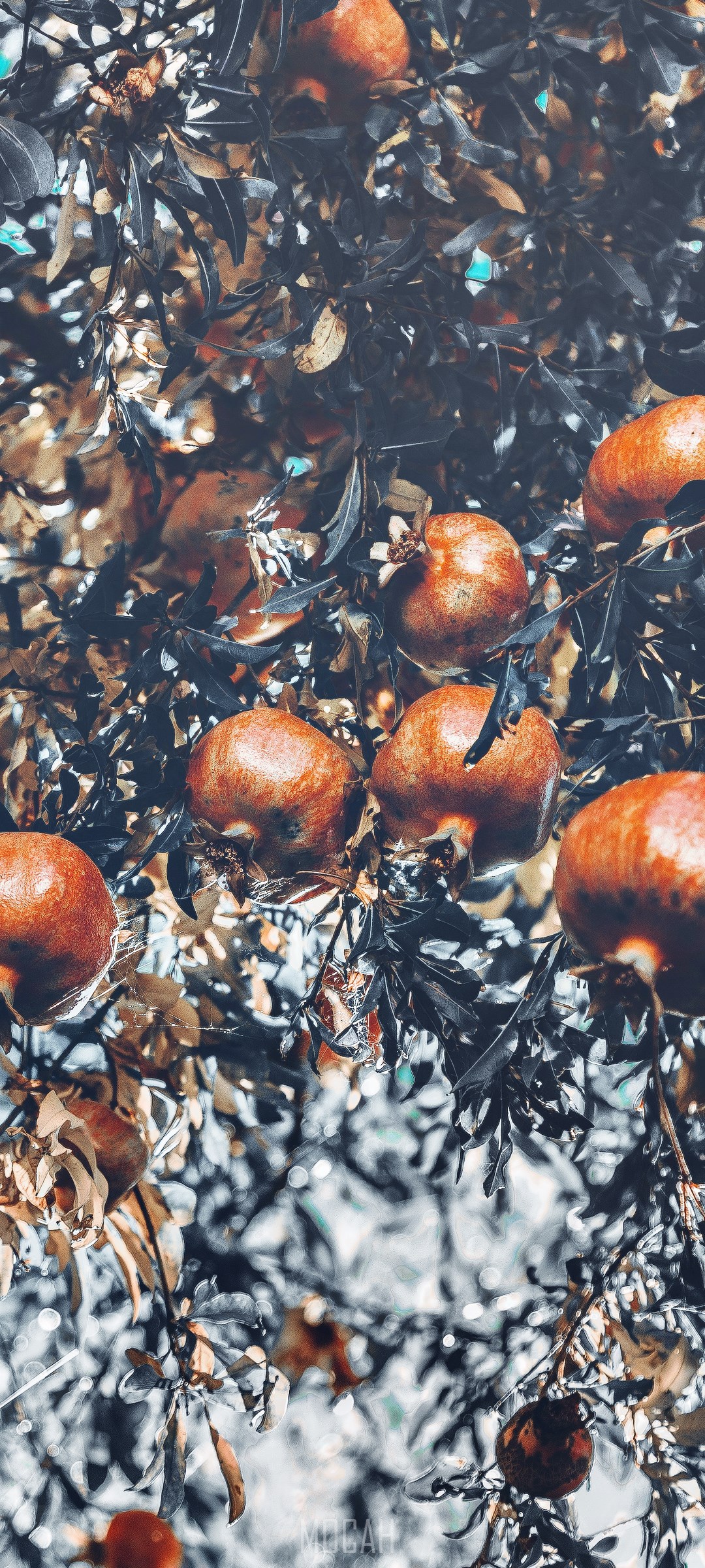 Pomegranates on a tree branch HD Phone Wallpaper