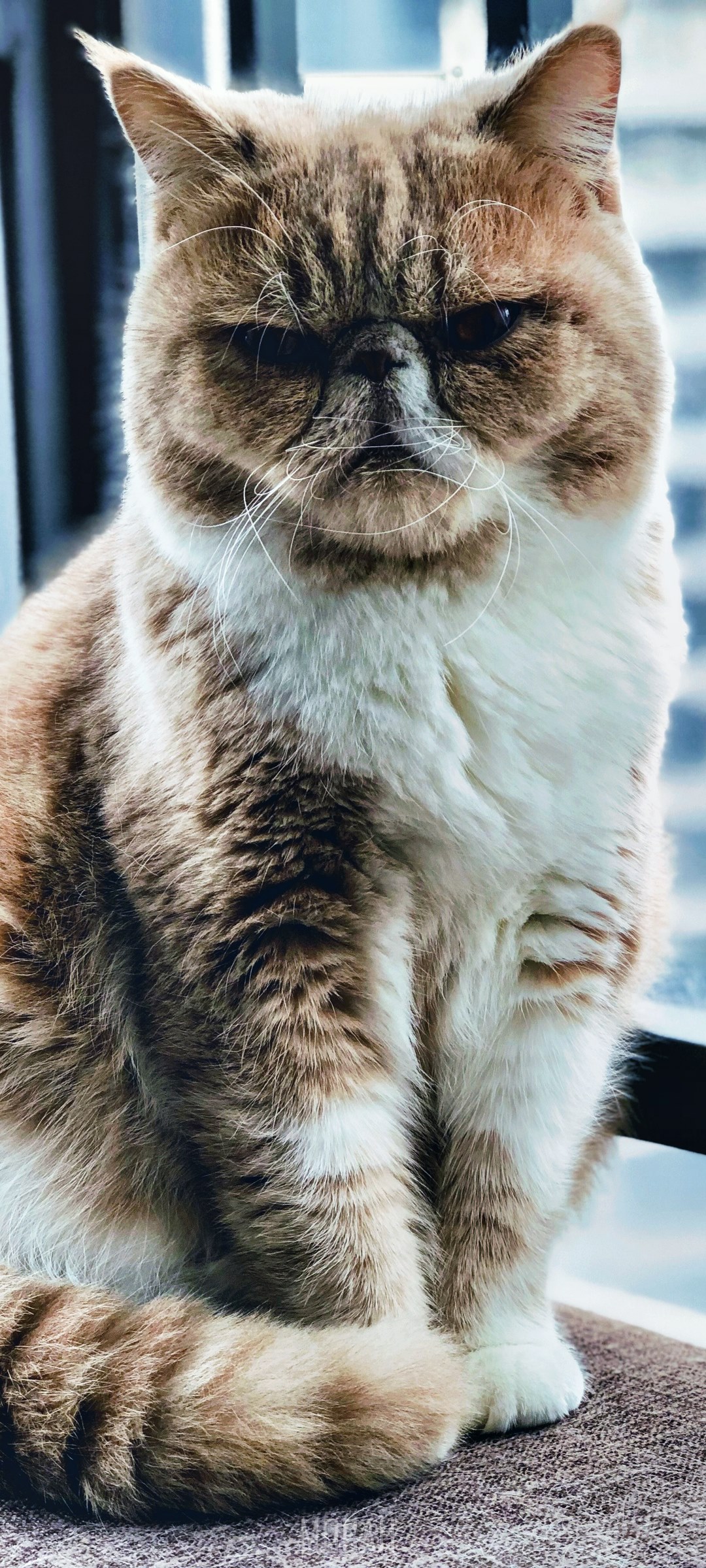 Exotic Shorthair cat sitting by a window HD Phone Wallpaper