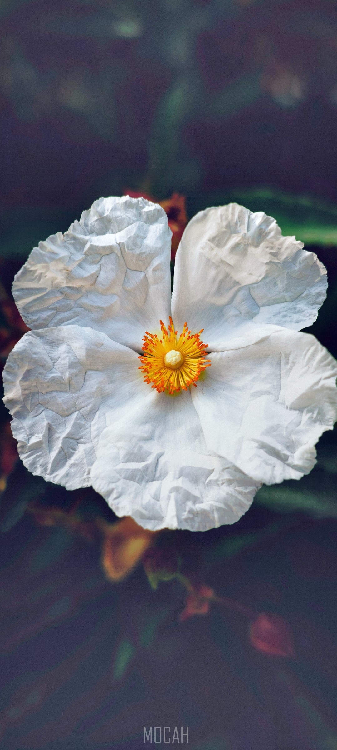 White flower with yellow and orange center HD Phone Wallpaper