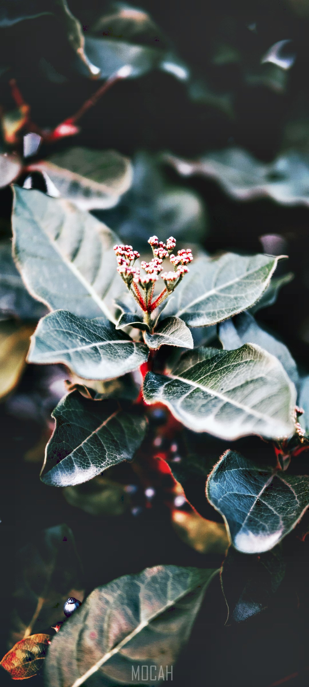 Close-up of a plant with small red buds and green leaves HD Phone Wallpaper