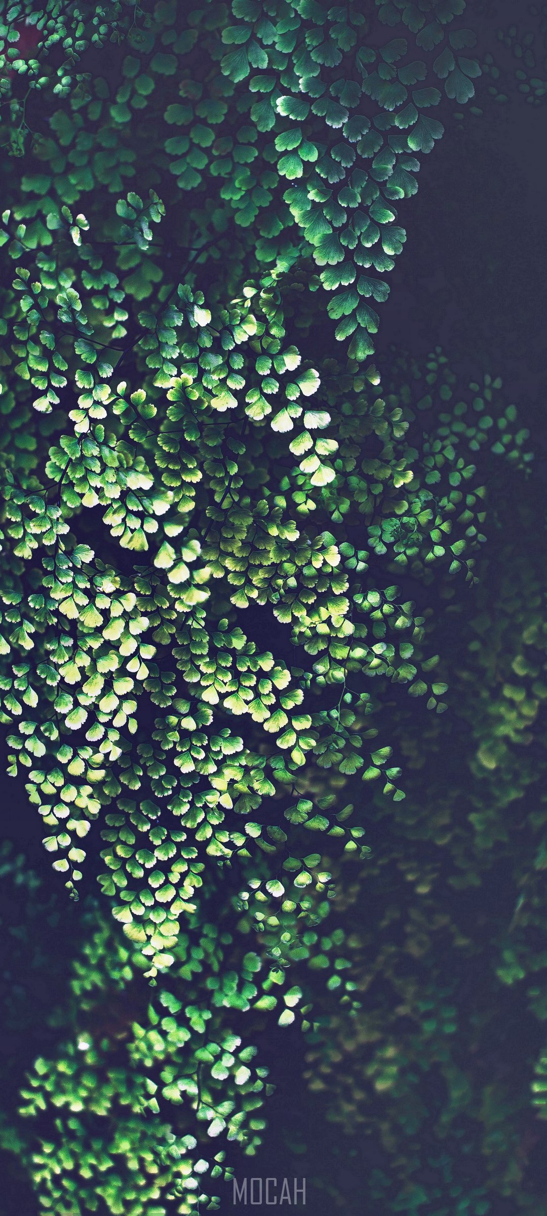 Green foliage of a fern plant HD Phone Wallpaper