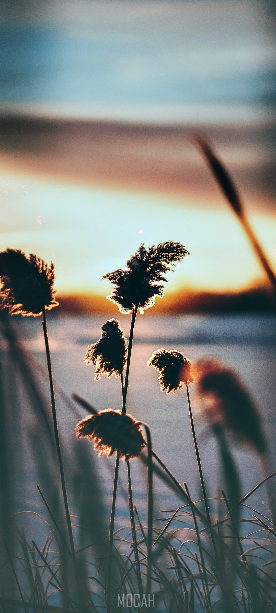 Reeds silhouetted against a winter sunset HD Phone Wallpaper