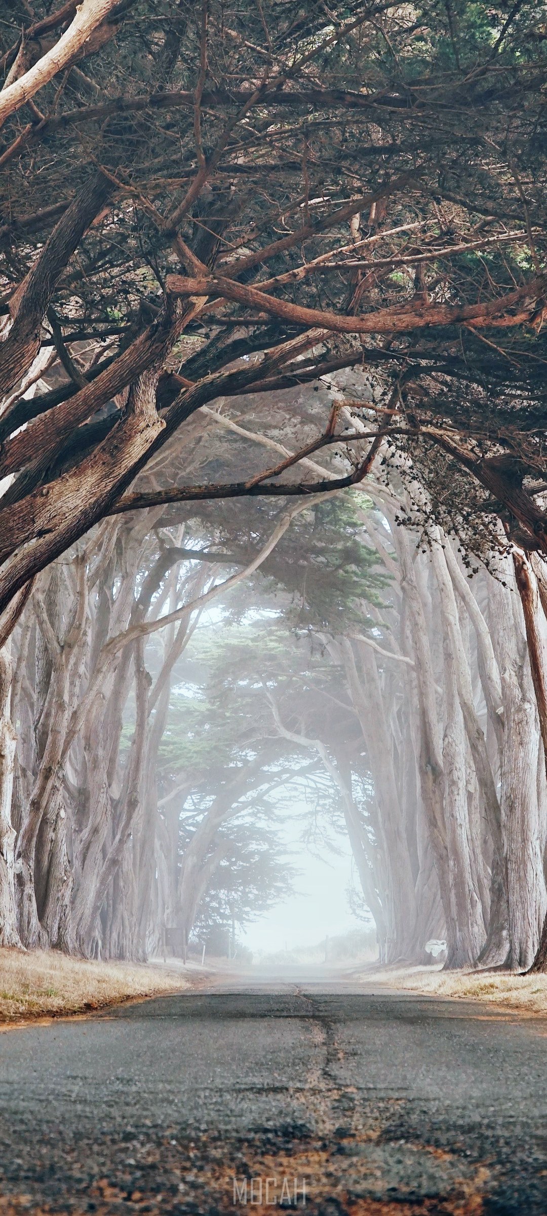 Road through a misty cypress tree tunnel HD Phone Wallpaper
