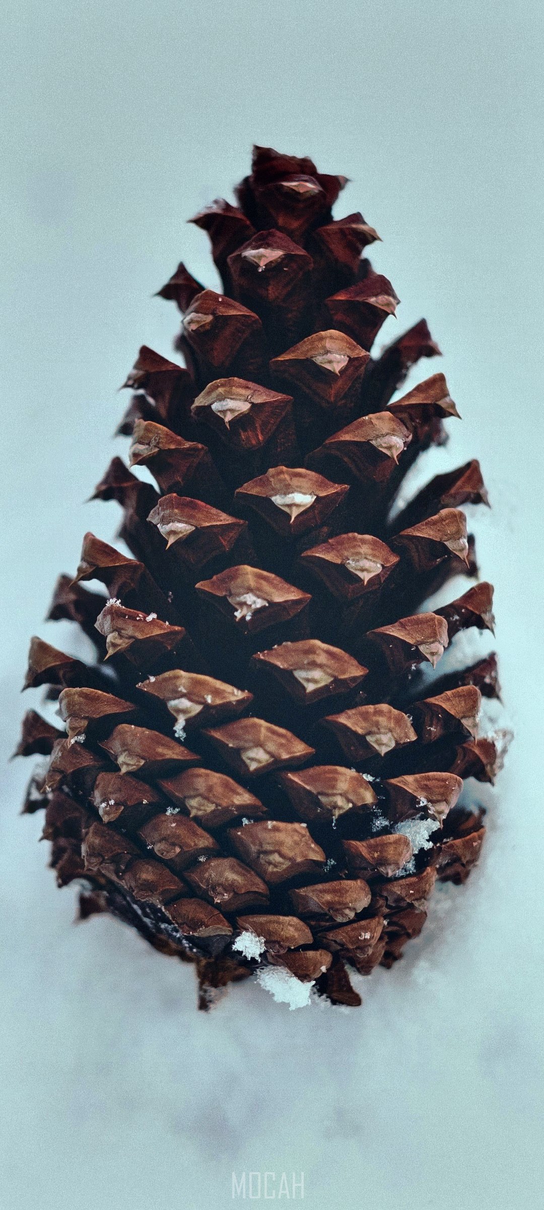 Pinecone covered in snow HD Phone Wallpaper