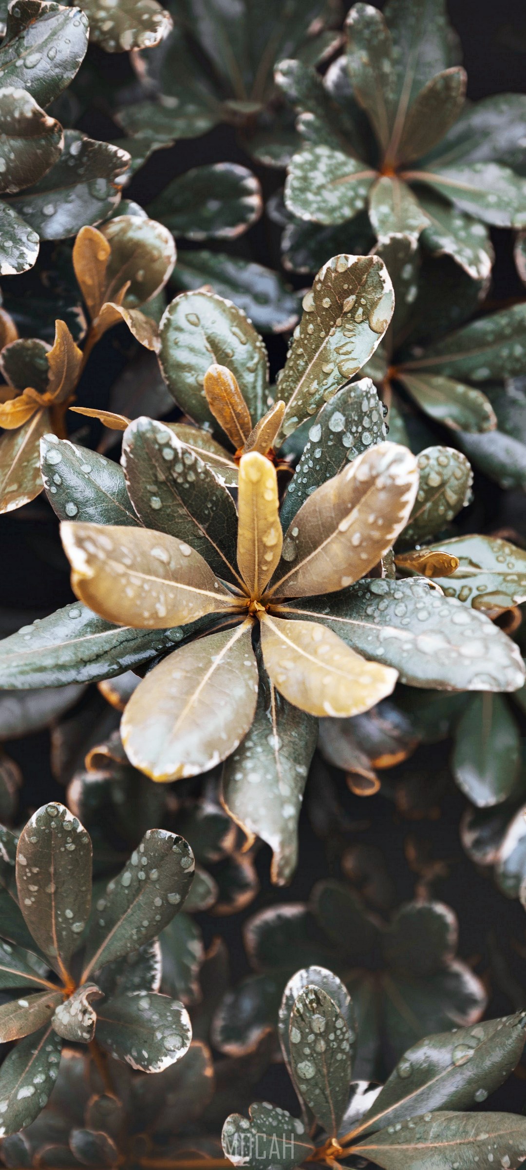 Close-up of wet green and brown leaves HD Phone Wallpaper