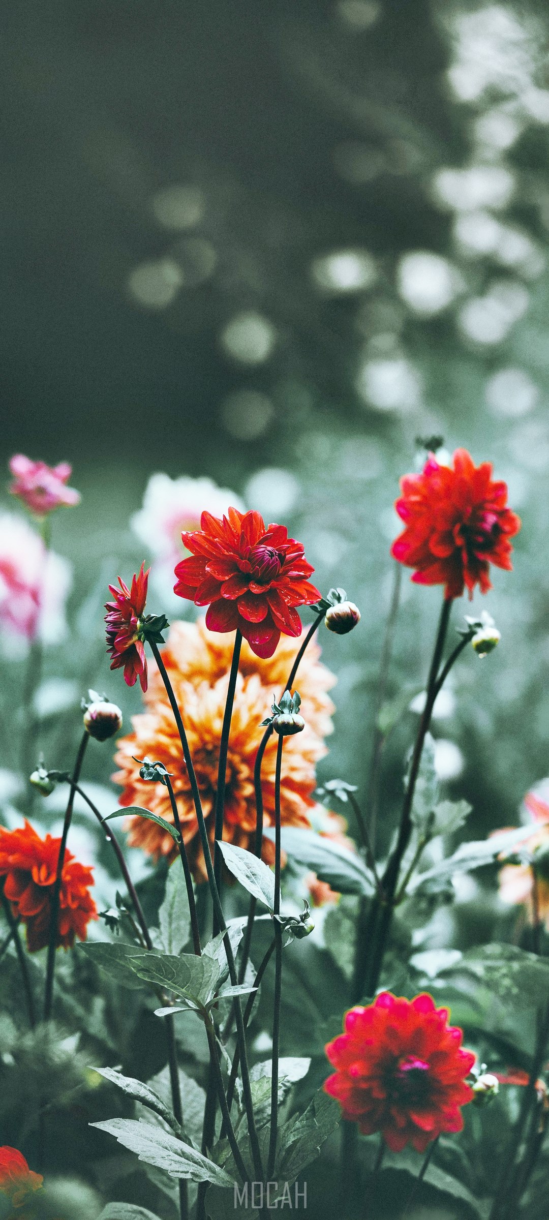 Red Dahlias at Forde Abbey HD Phone Wallpaper