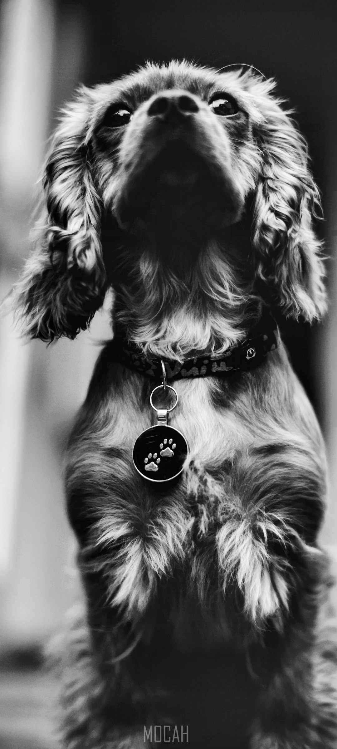 Black and White Dog with Paw Print Tag HD Phone Wallpaper