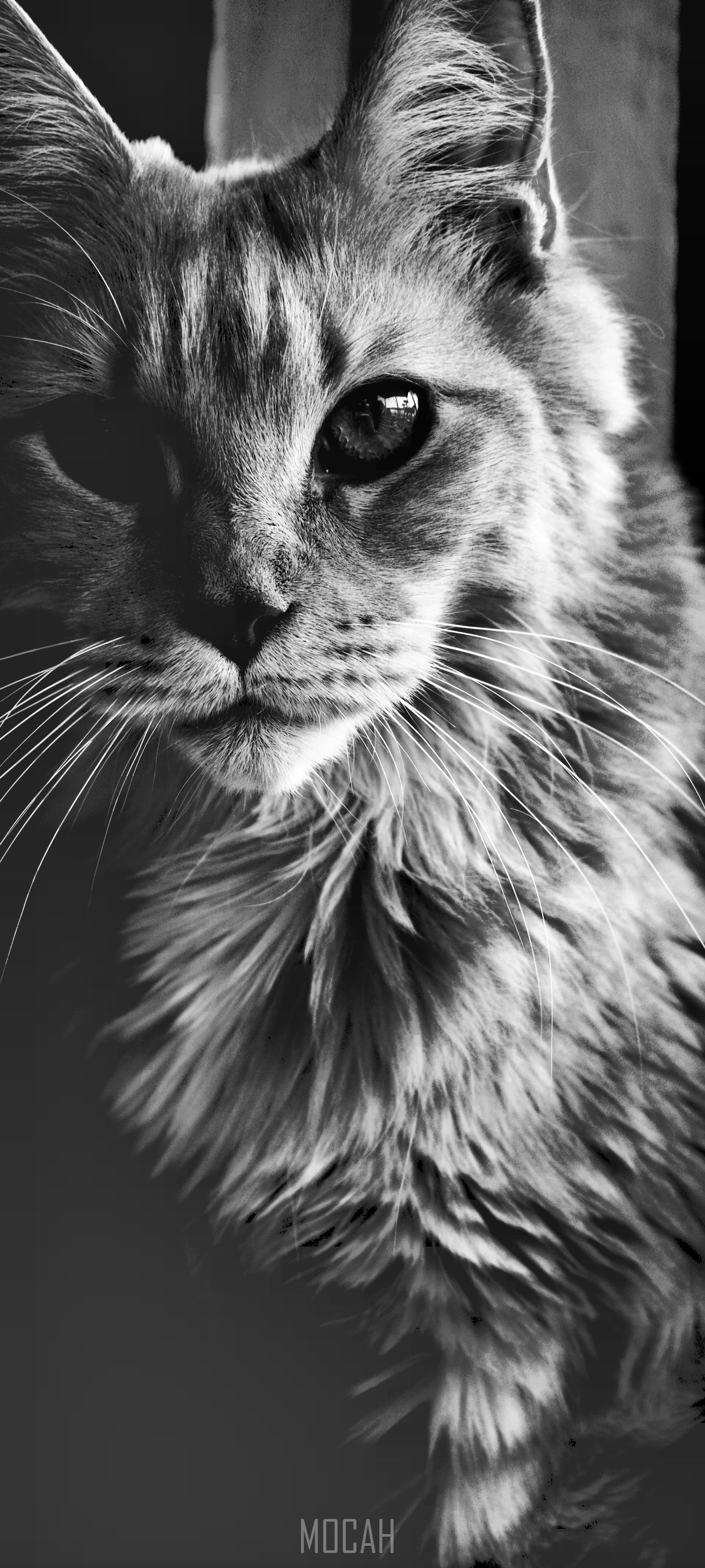 Black and white portrait of a cat with long whiskers HD Phone Wallpaper