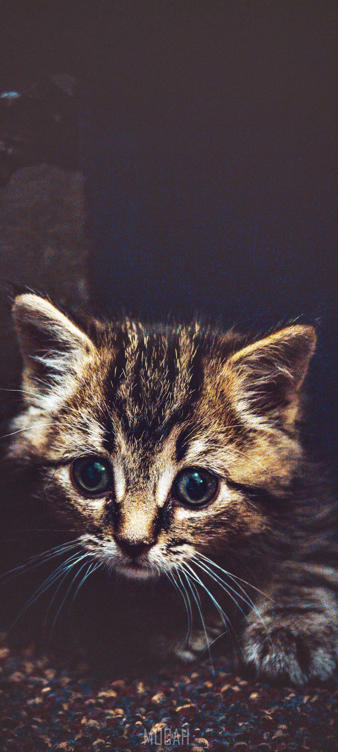 Kitten with tabby markings and blue eyes HD Phone Wallpaper