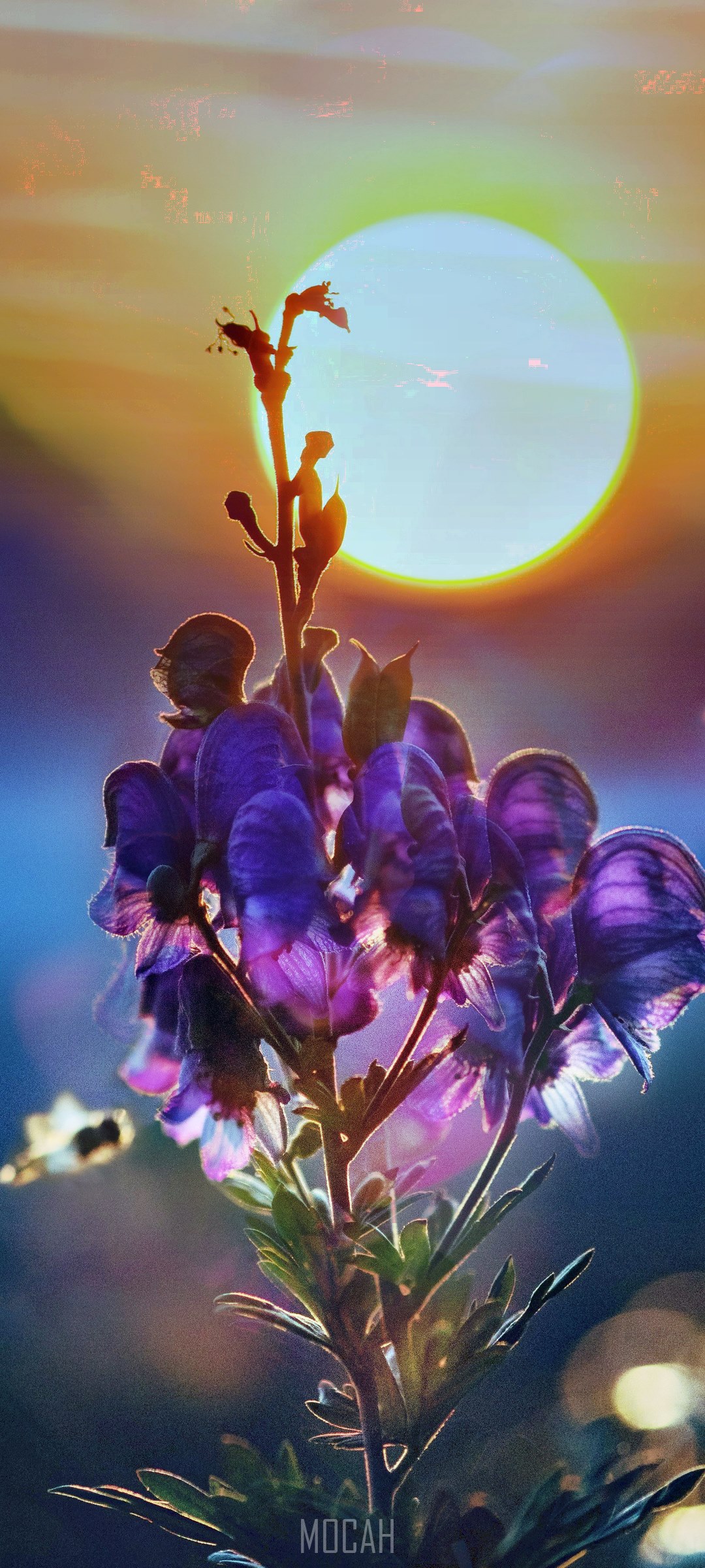 Purple flowers against a bright sunset HD Phone Wallpaper