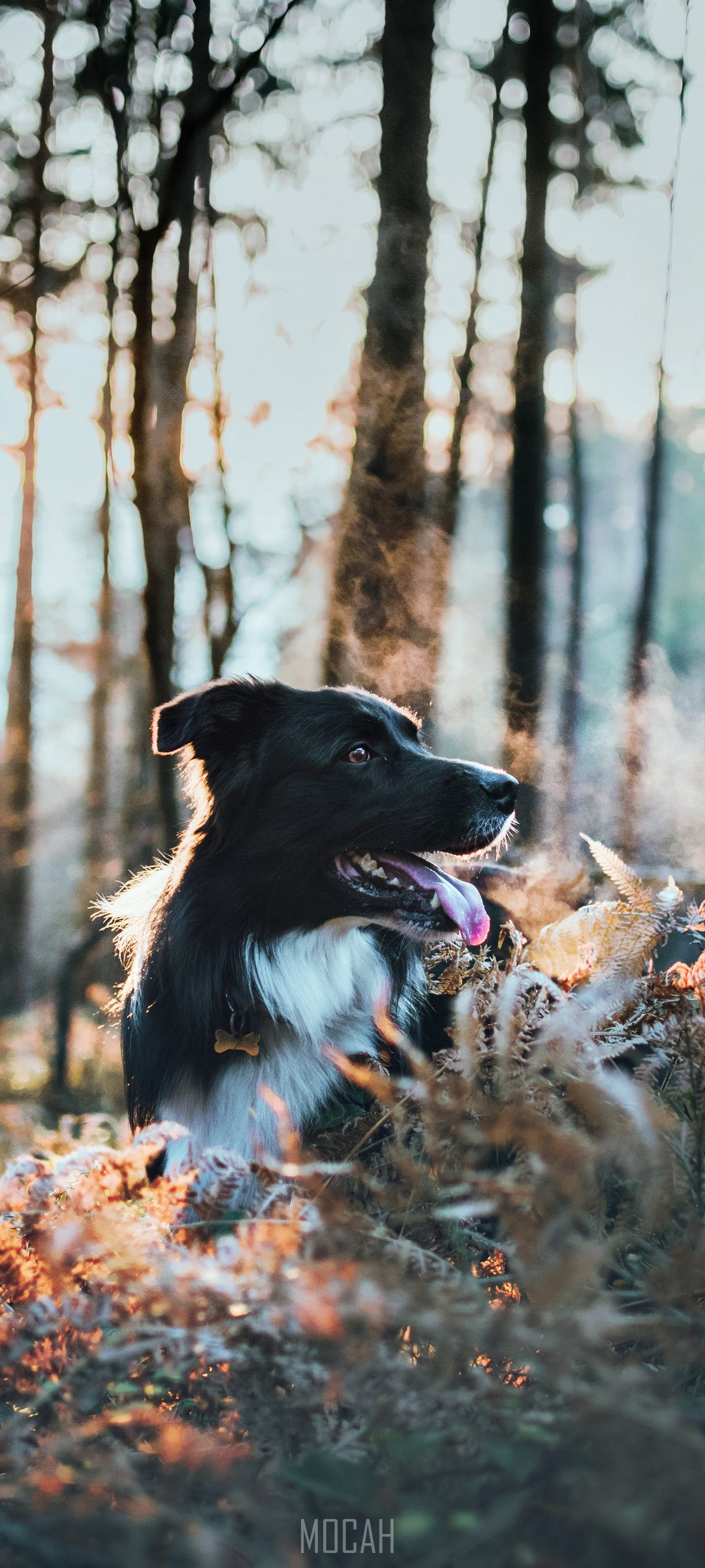 Border Collie dog in a forest during sunset HD Phone Wallpaper