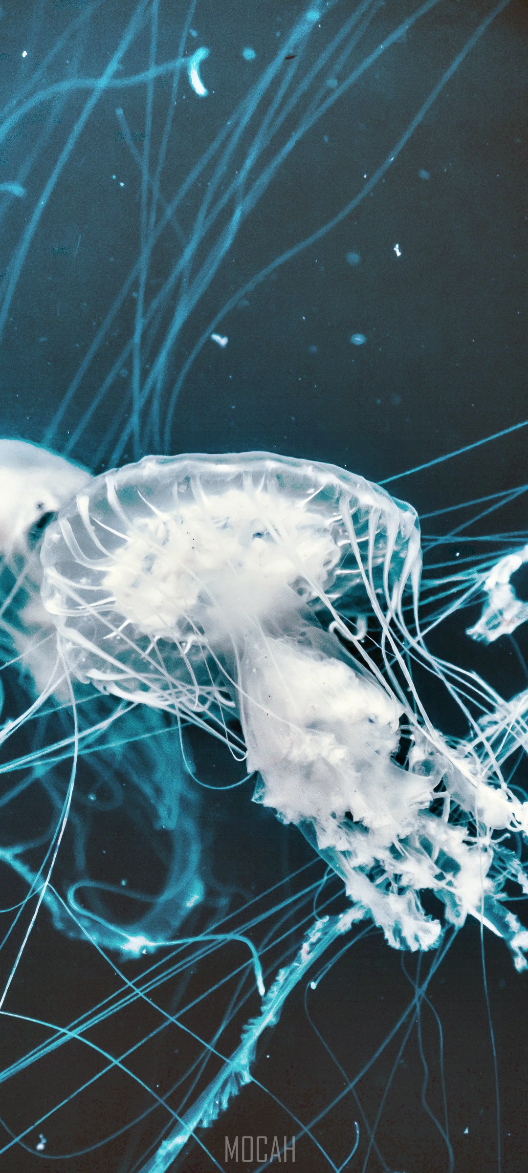 Two jellyfish in deep blue water HD Phone Wallpaper
