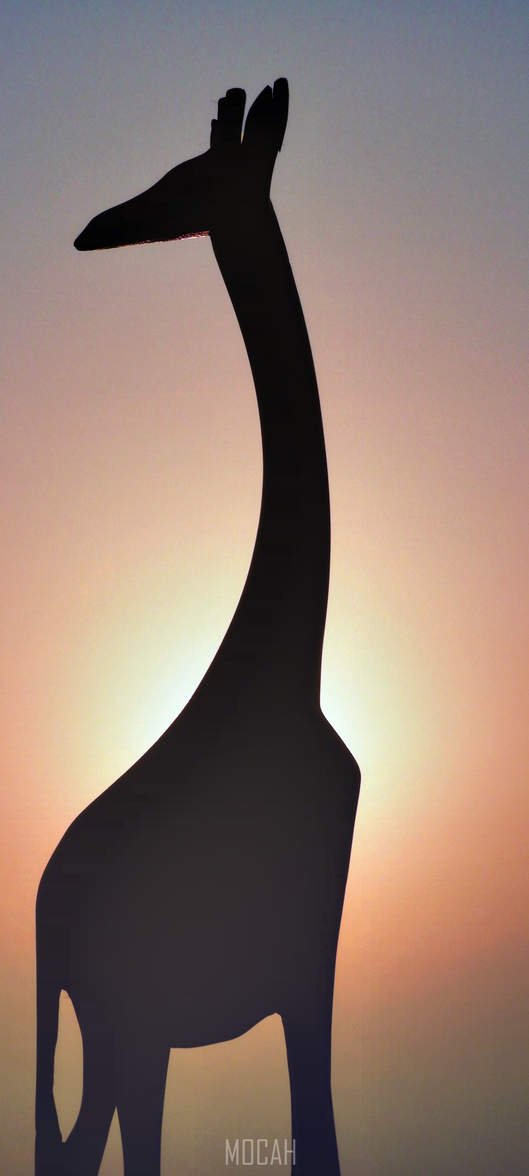 Silhouette of a giraffe against a sunset sky HD Phone Wallpaper