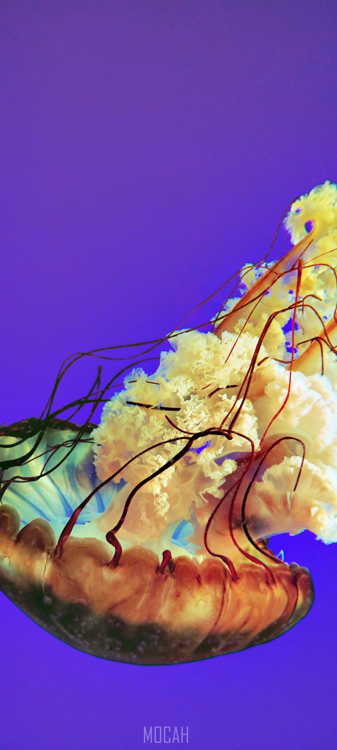 Jellyfish in purple water HD Phone Wallpaper