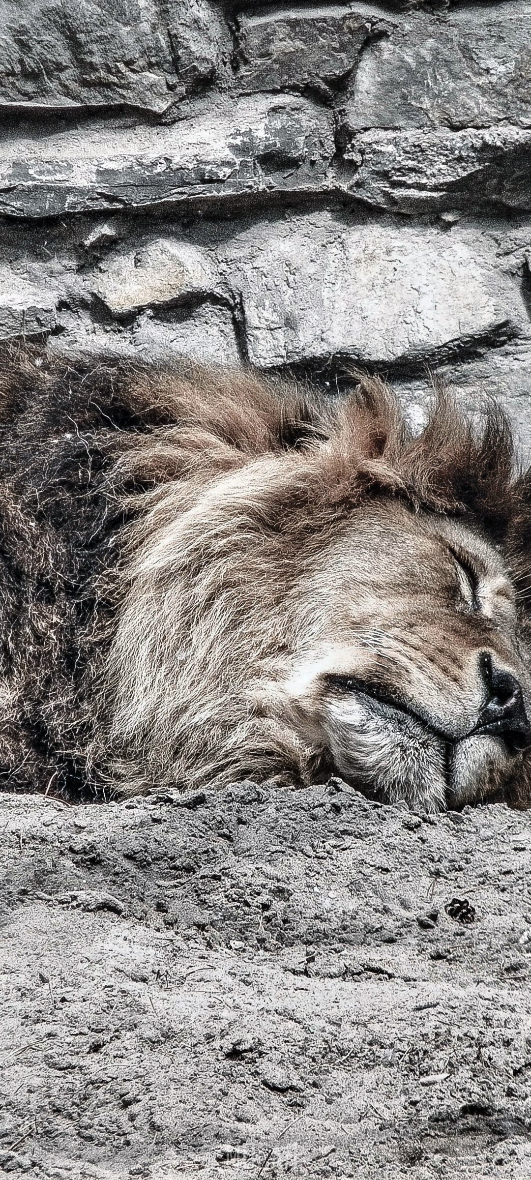 Lion sleeping against a stone wall HD Phone Wallpaper