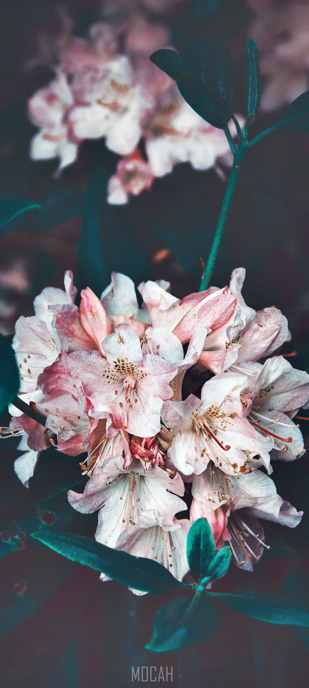 Close-up of pink rhododendron flowers with dark leaves HD Phone Wallpaper