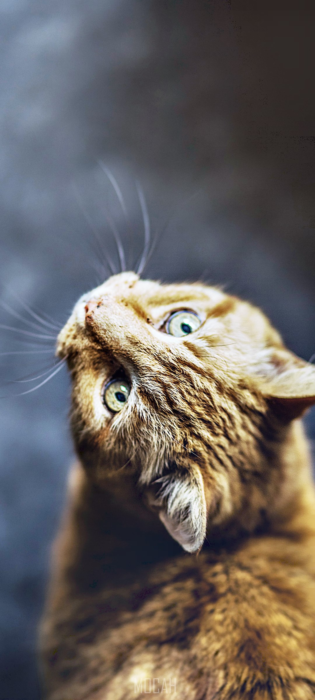 Ginger tabby cat looking up HD Phone Wallpaper