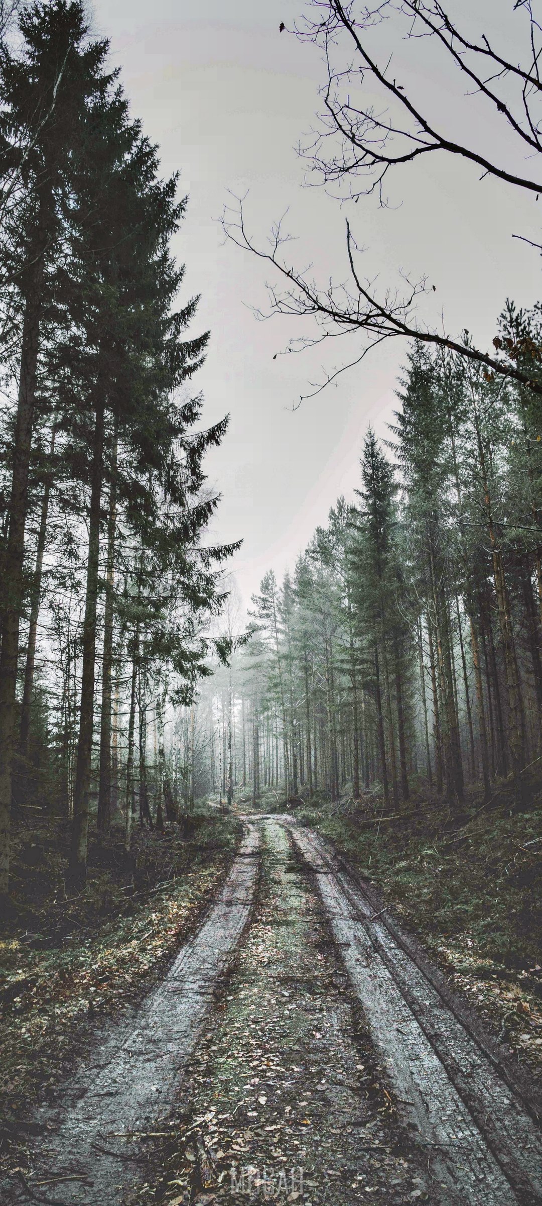 Foggy forest road on a cloudy day HD Phone Wallpaper