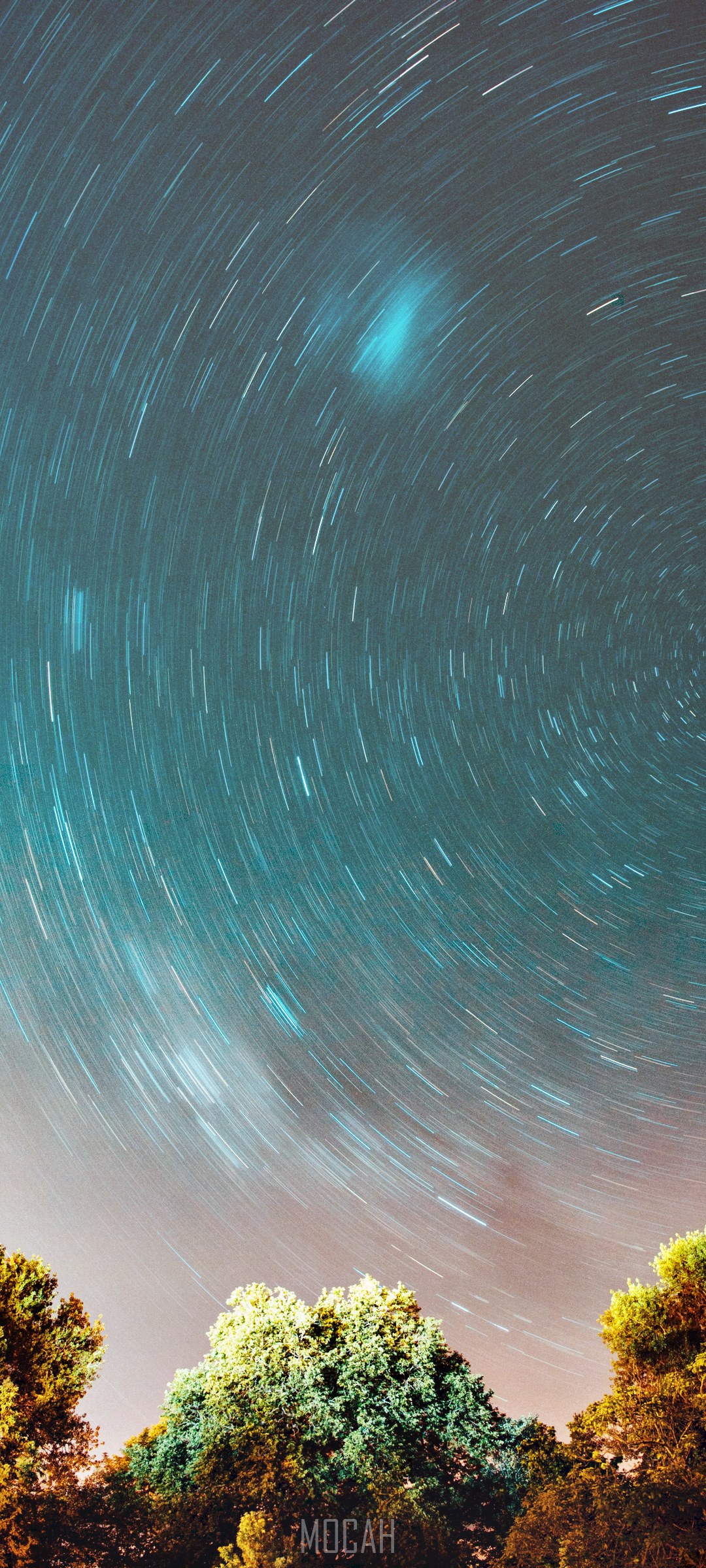 Star trails over trees HD Phone Wallpaper