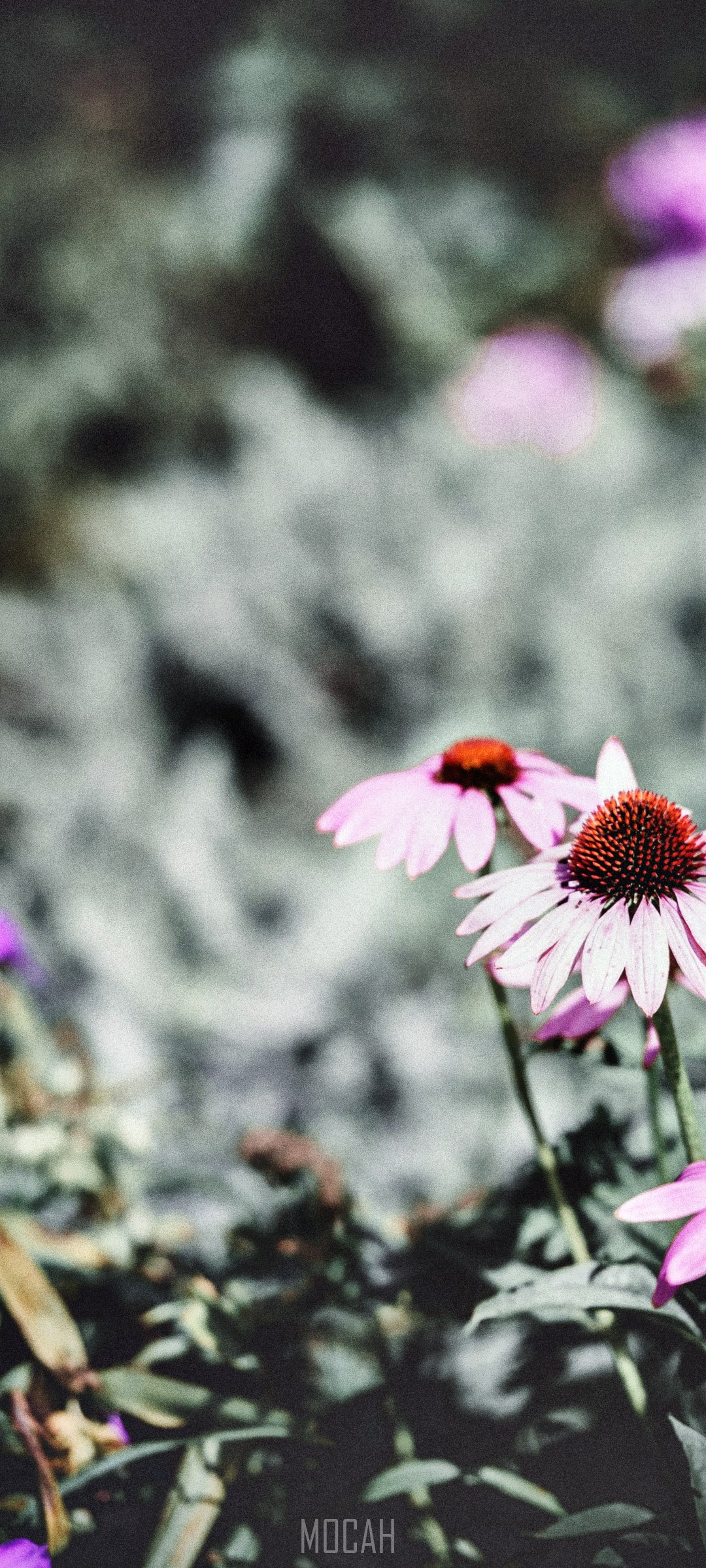 Pink Echinacea flowers in a garden HD Phone Wallpaper