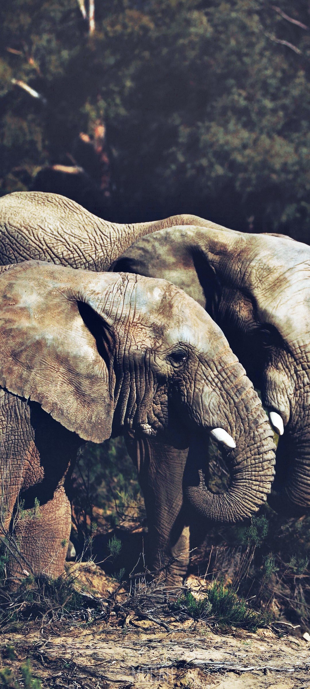 Two elephants in a forest HD Phone Wallpaper