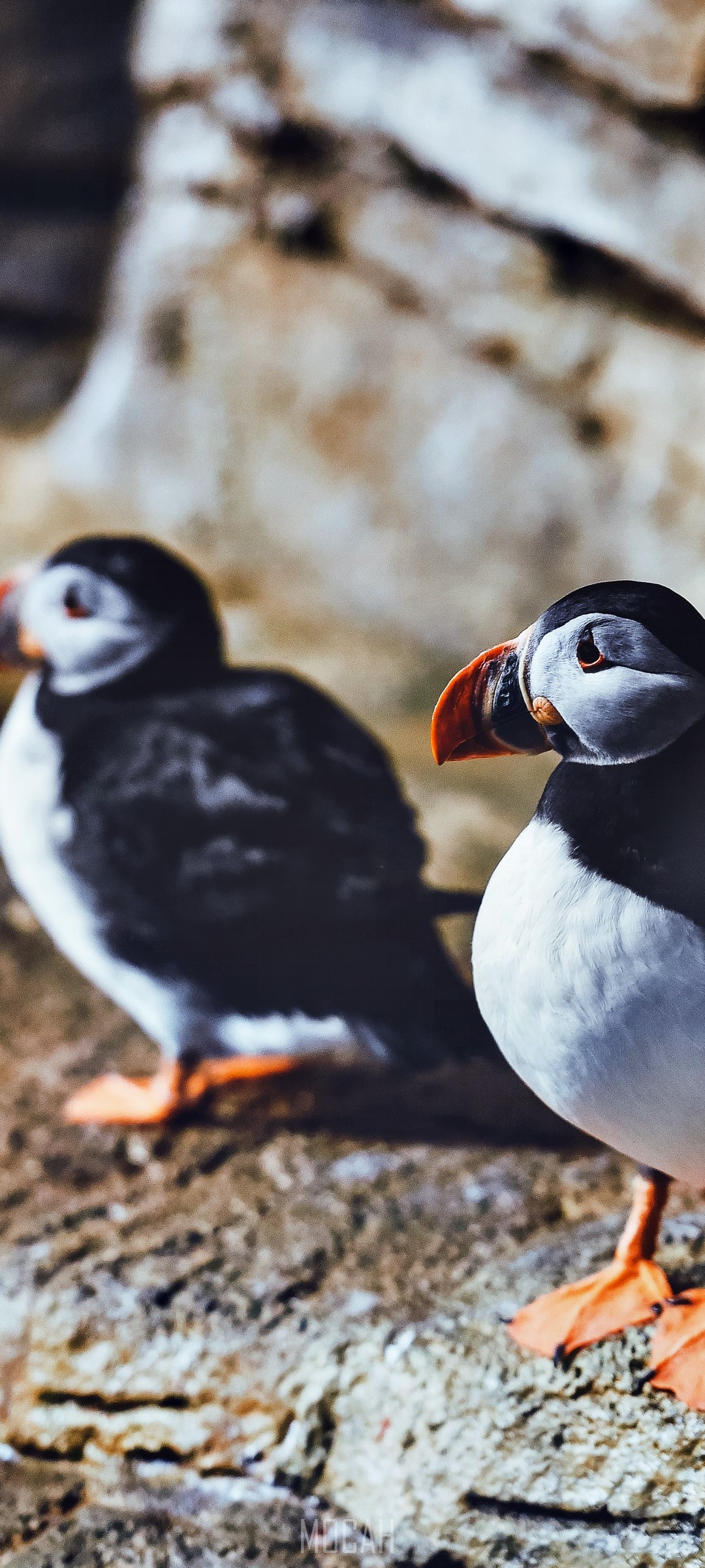 Two puffins on a rocky shore HD Phone Wallpaper