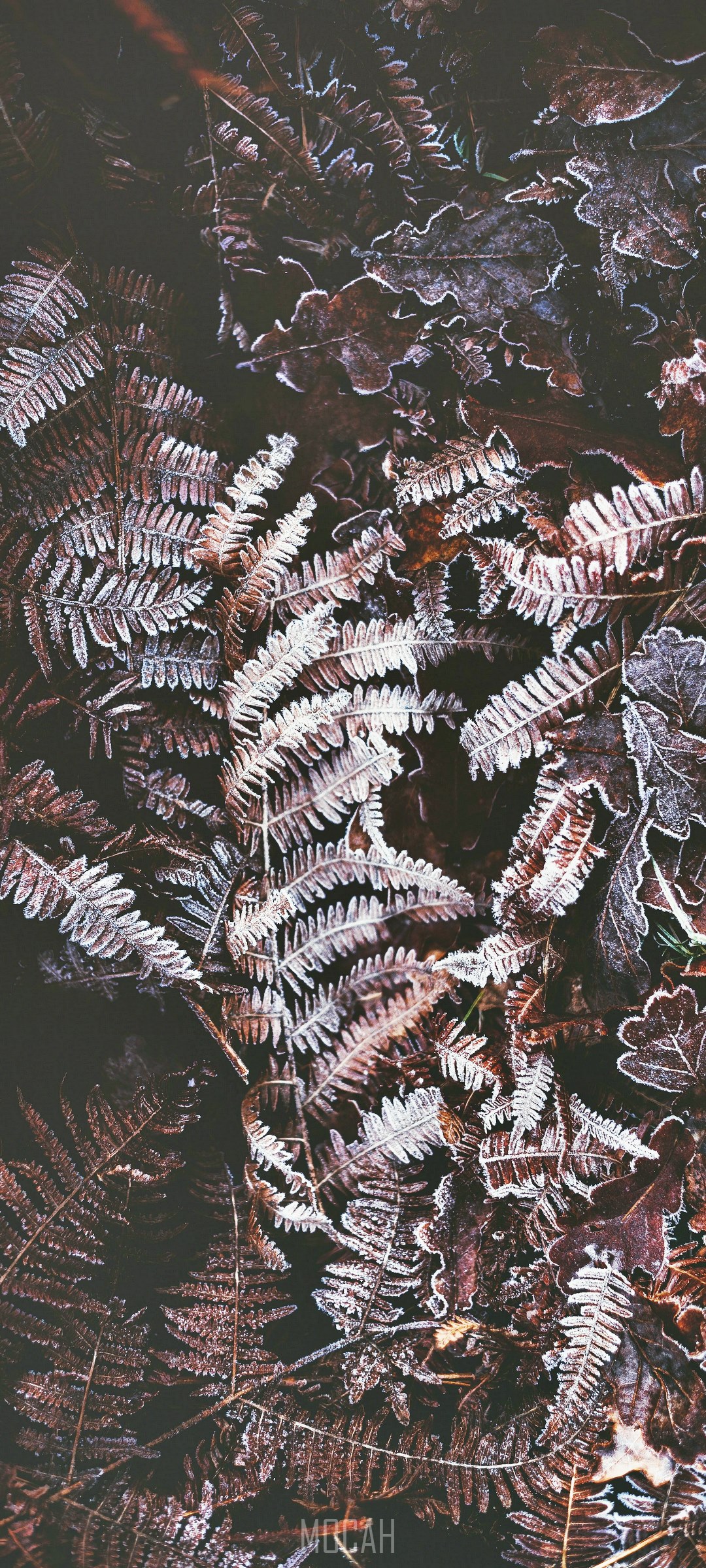 Frosty ferns and oak leaves on the ground HD Phone Wallpaper