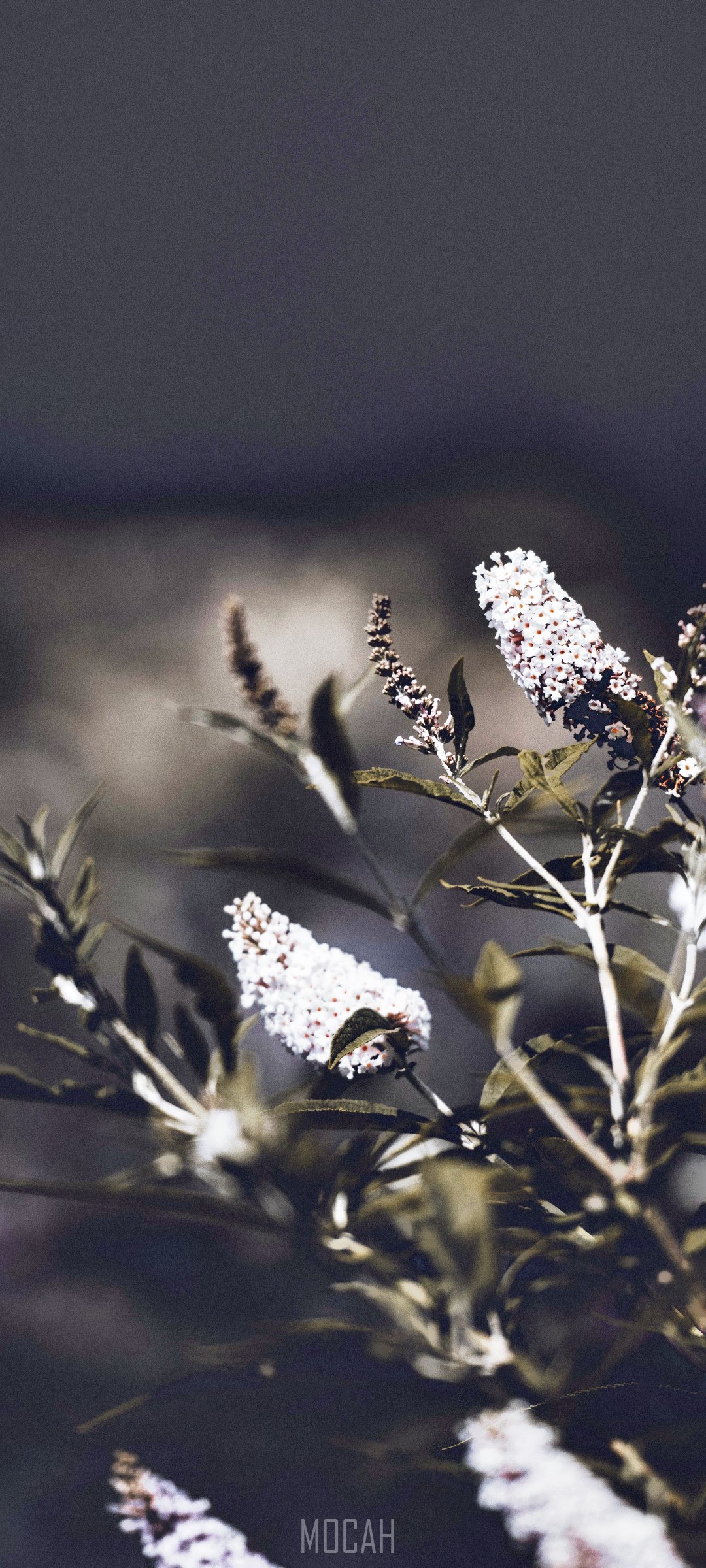 Buddleia flowers on a dark background HD Phone Wallpaper