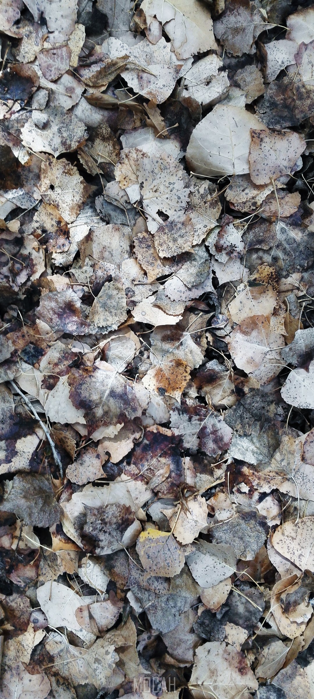Fallen leaves on the ground HD Phone Wallpaper