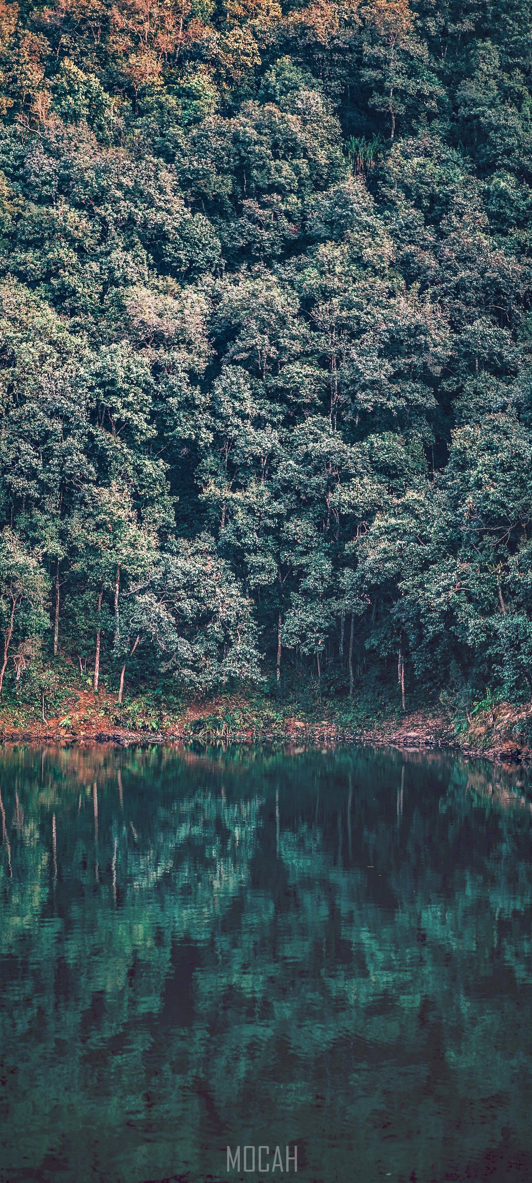Trees reflected in Begnas Lake HD Phone Wallpaper