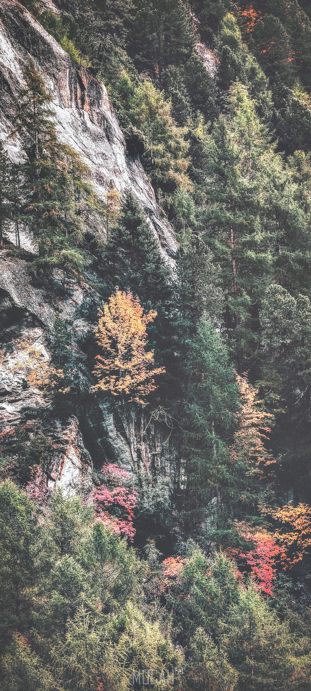 Mountain cliff with autumn trees and forest HD Phone Wallpaper