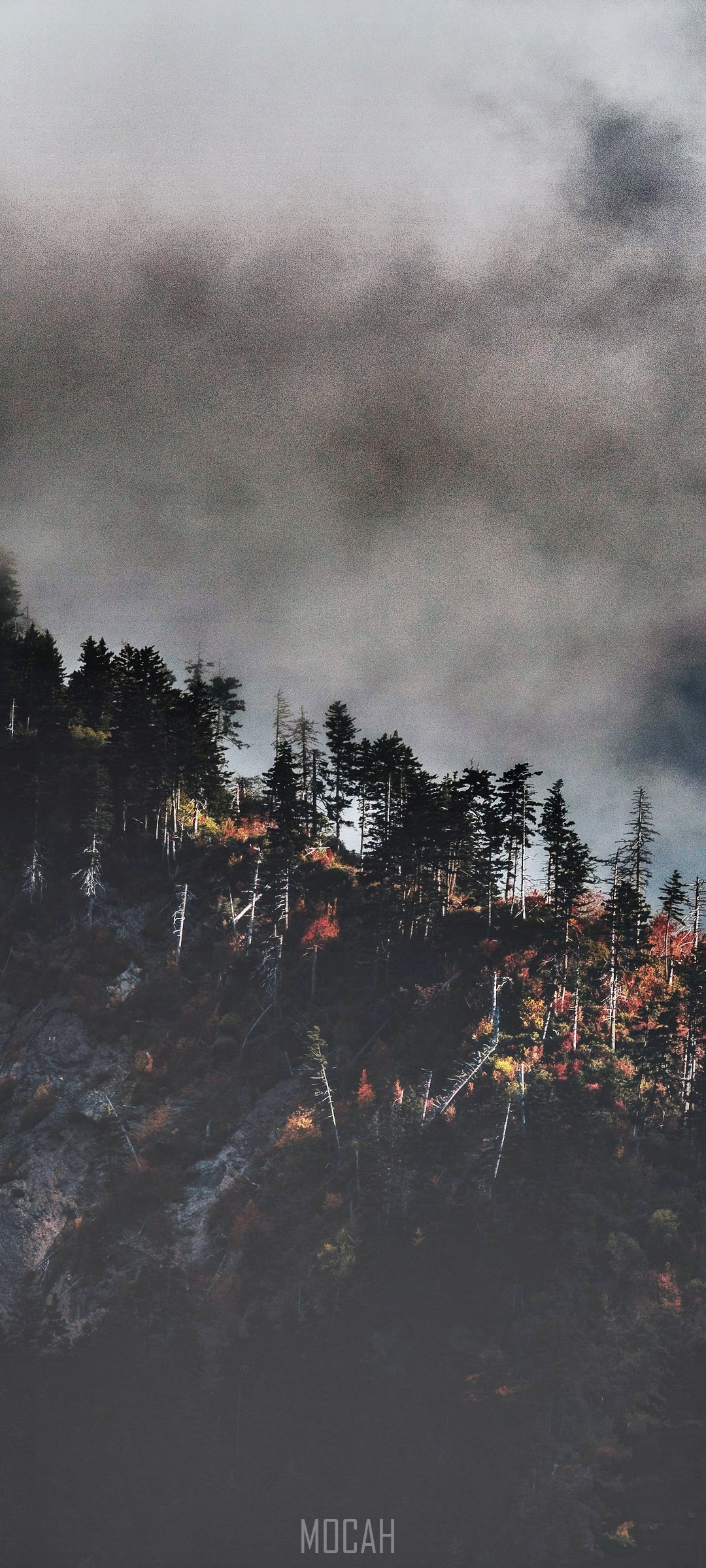 Mocah logo on a foggy mountain forest HD Phone Wallpaper