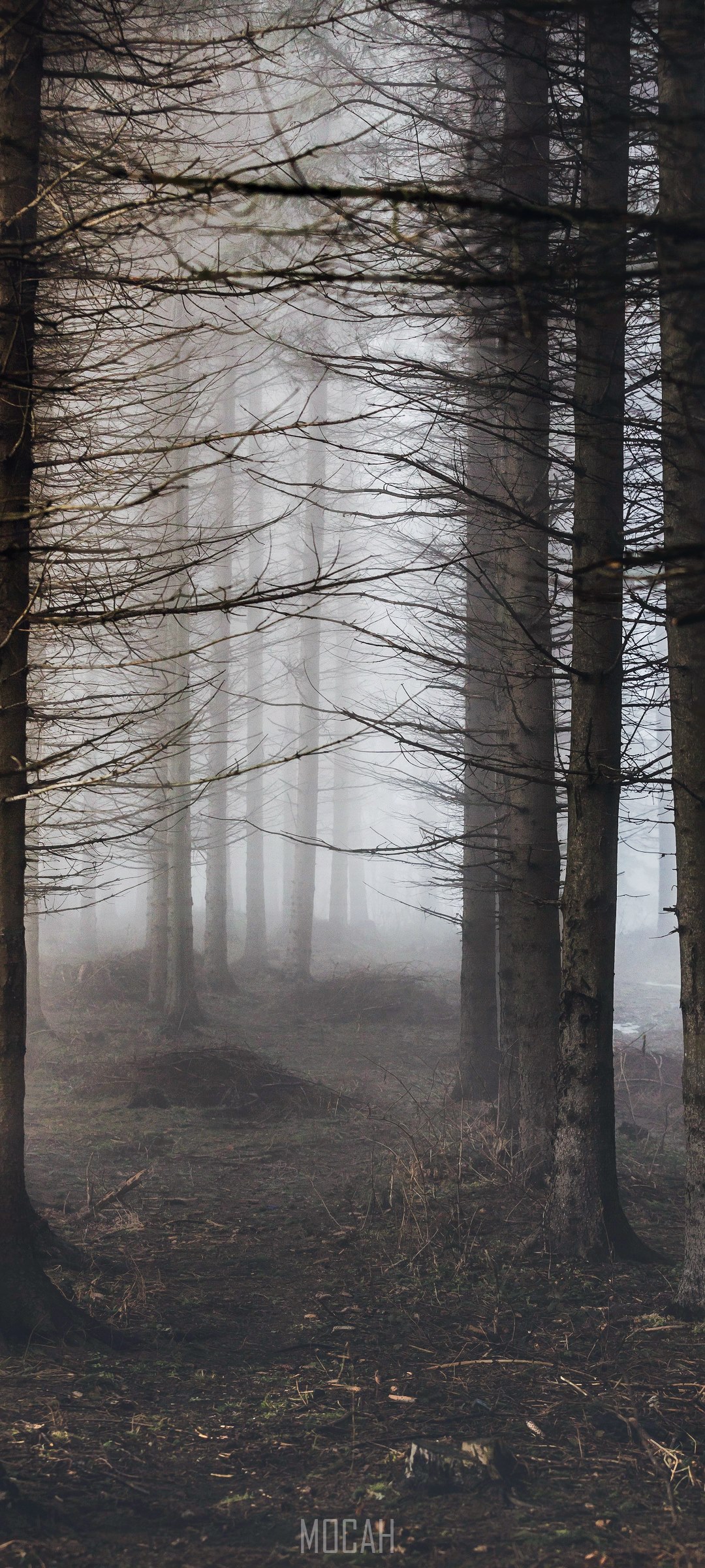Misty forest path with bare trees HD Phone Wallpaper