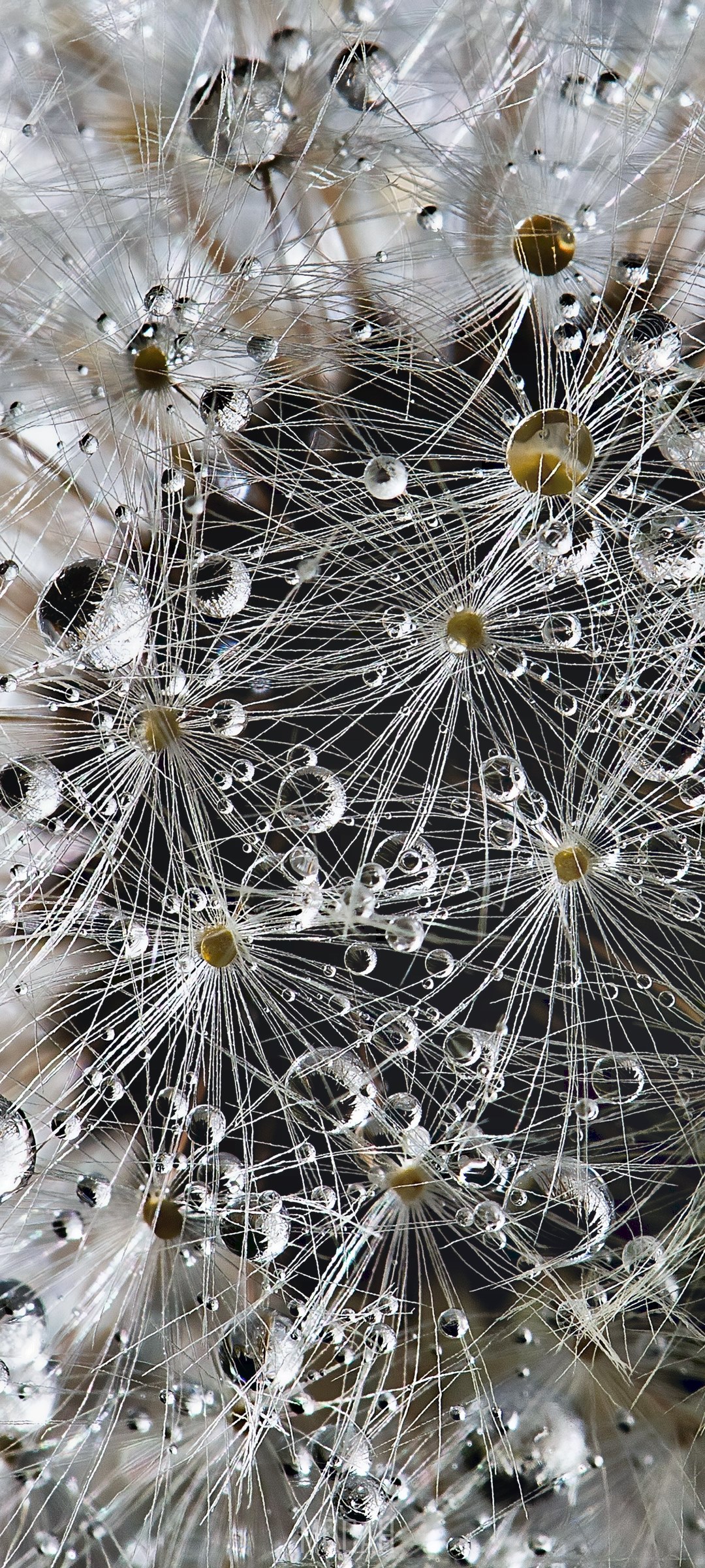 Close-up of Water Drops on Dandelion Seeds HD Phone Wallpaper