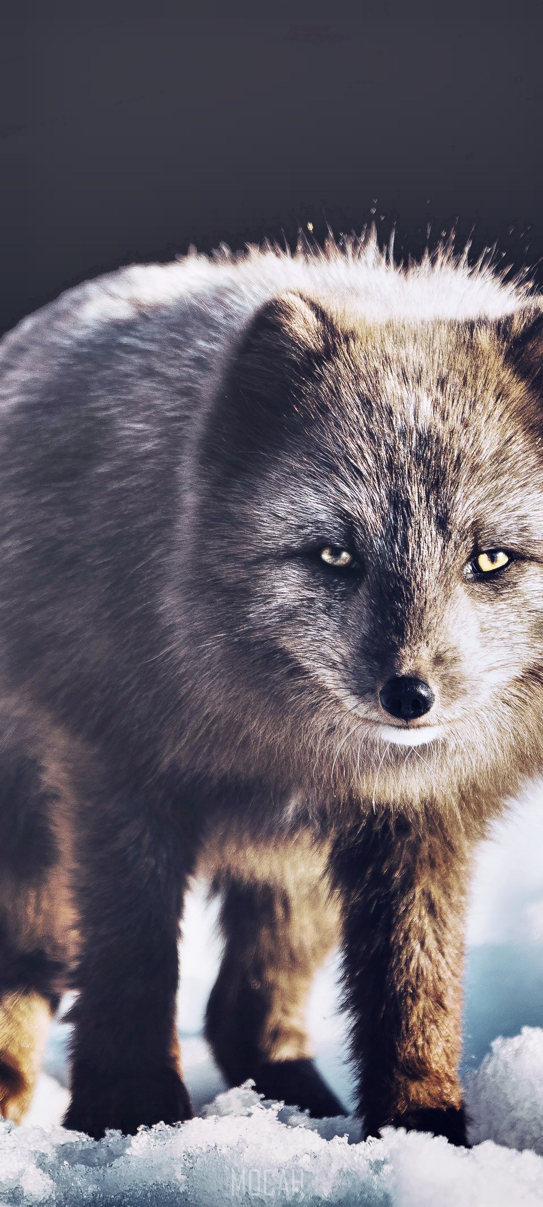 Arctic fox in snow HD Phone Wallpaper