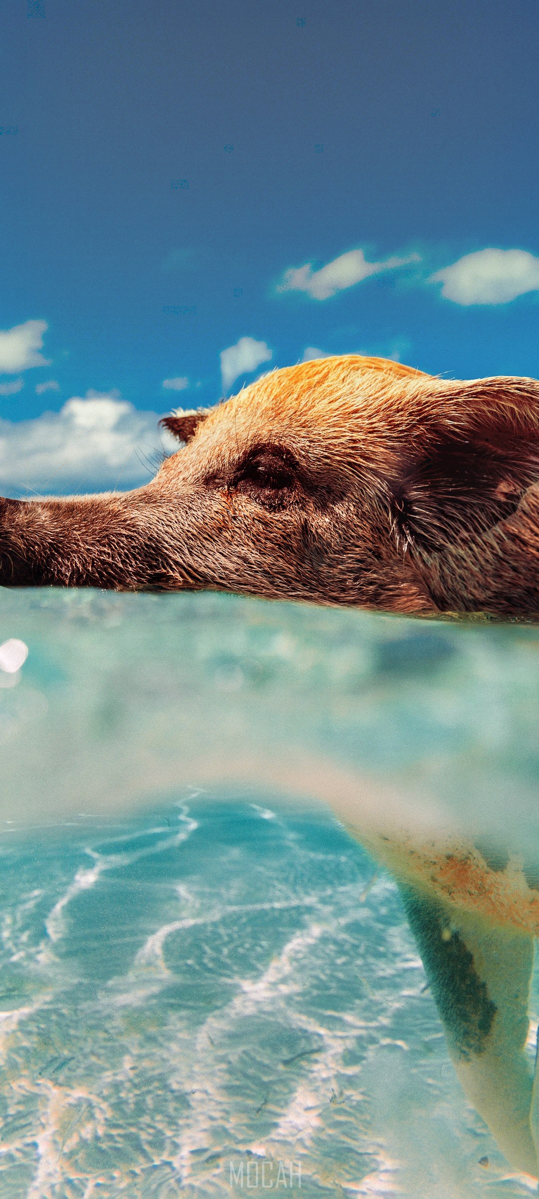 Pig swimming in clear blue water under a cloudy sky HD Phone Wallpaper
