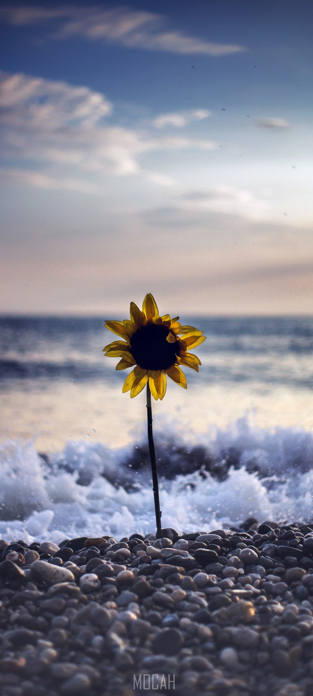 Sunflower on a Pebble Beach with Waves and Clouds HD Phone Wallpaper