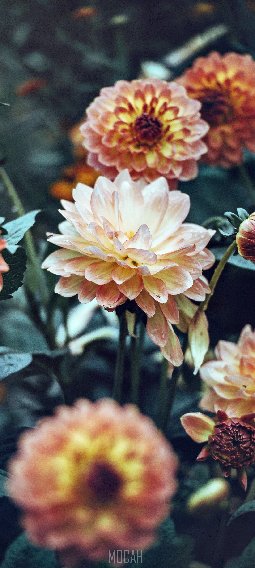 Dahlia flowers on Xiaomi Mi 10T Lite 5G screensaver HD Phone Wallpaper