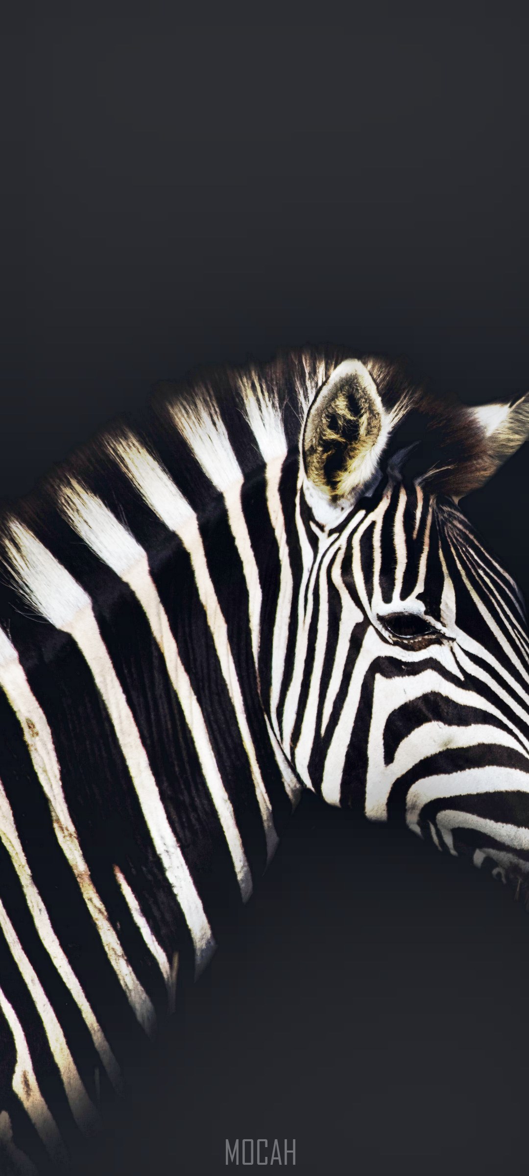 Zebra portrait with black background HD Phone Wallpaper