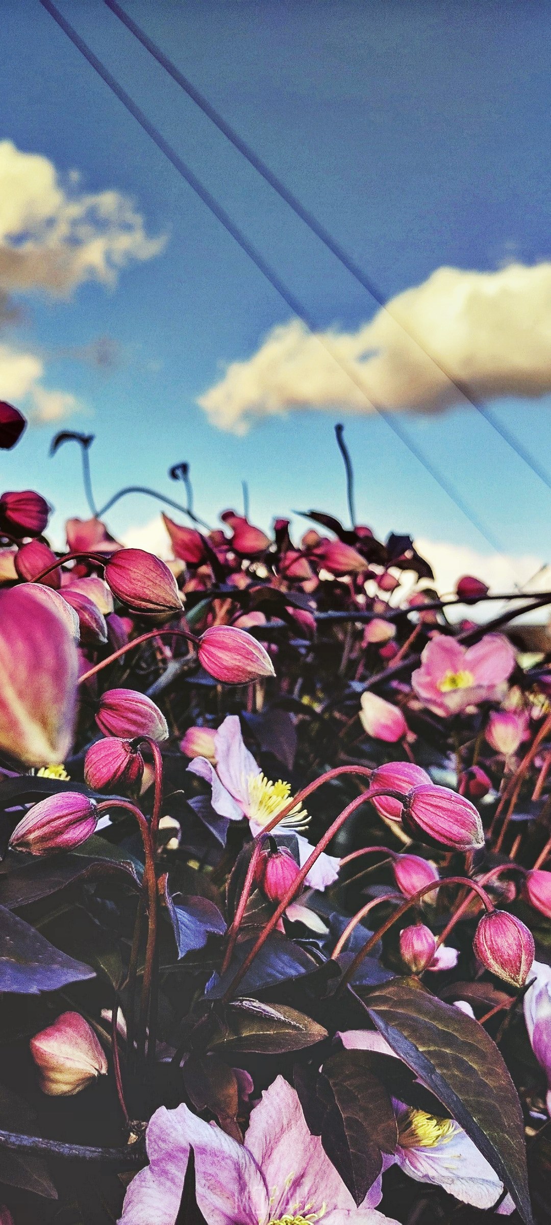 Pink flower buds and blooms against a blue sky HD Phone Wallpaper