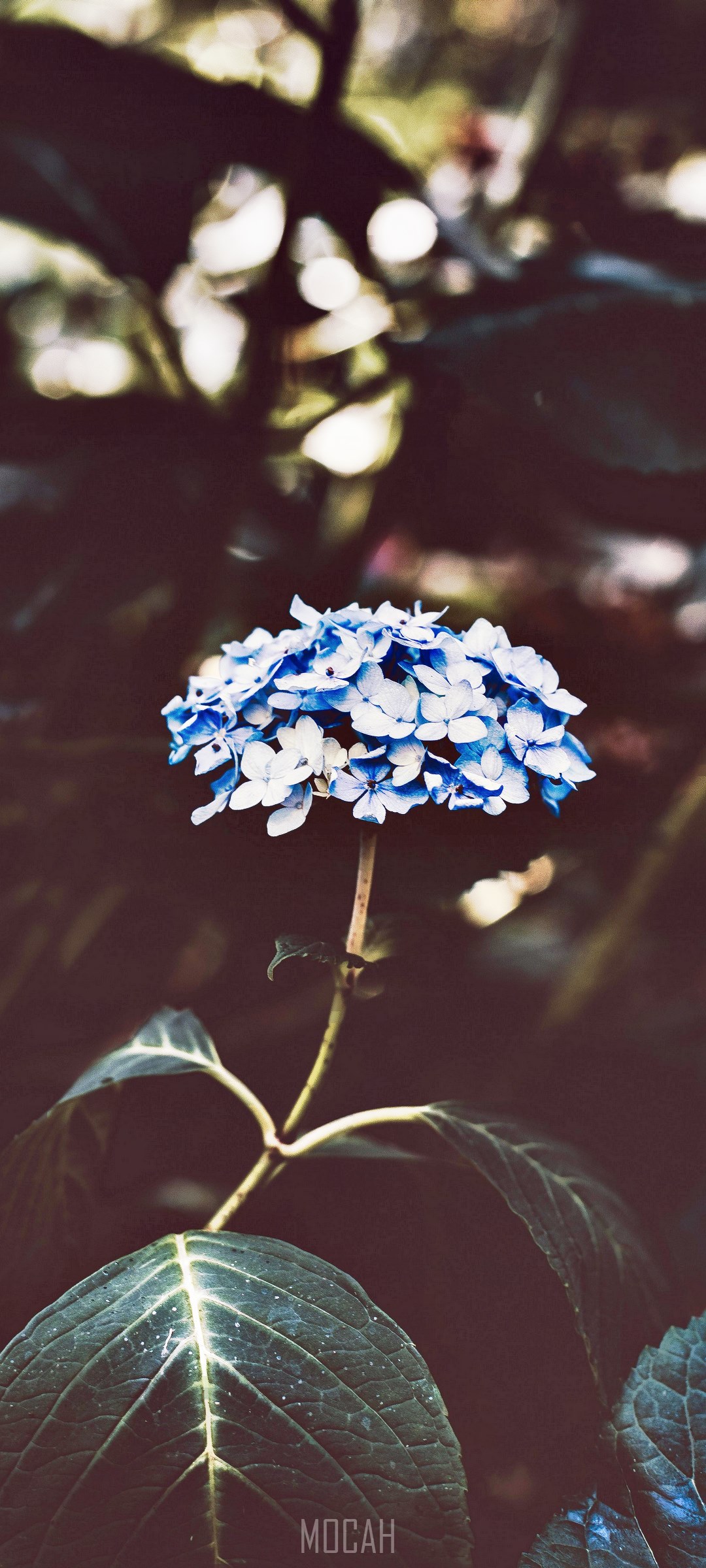 Blue and white hydrangea flower with dark leaves HD Phone Wallpaper