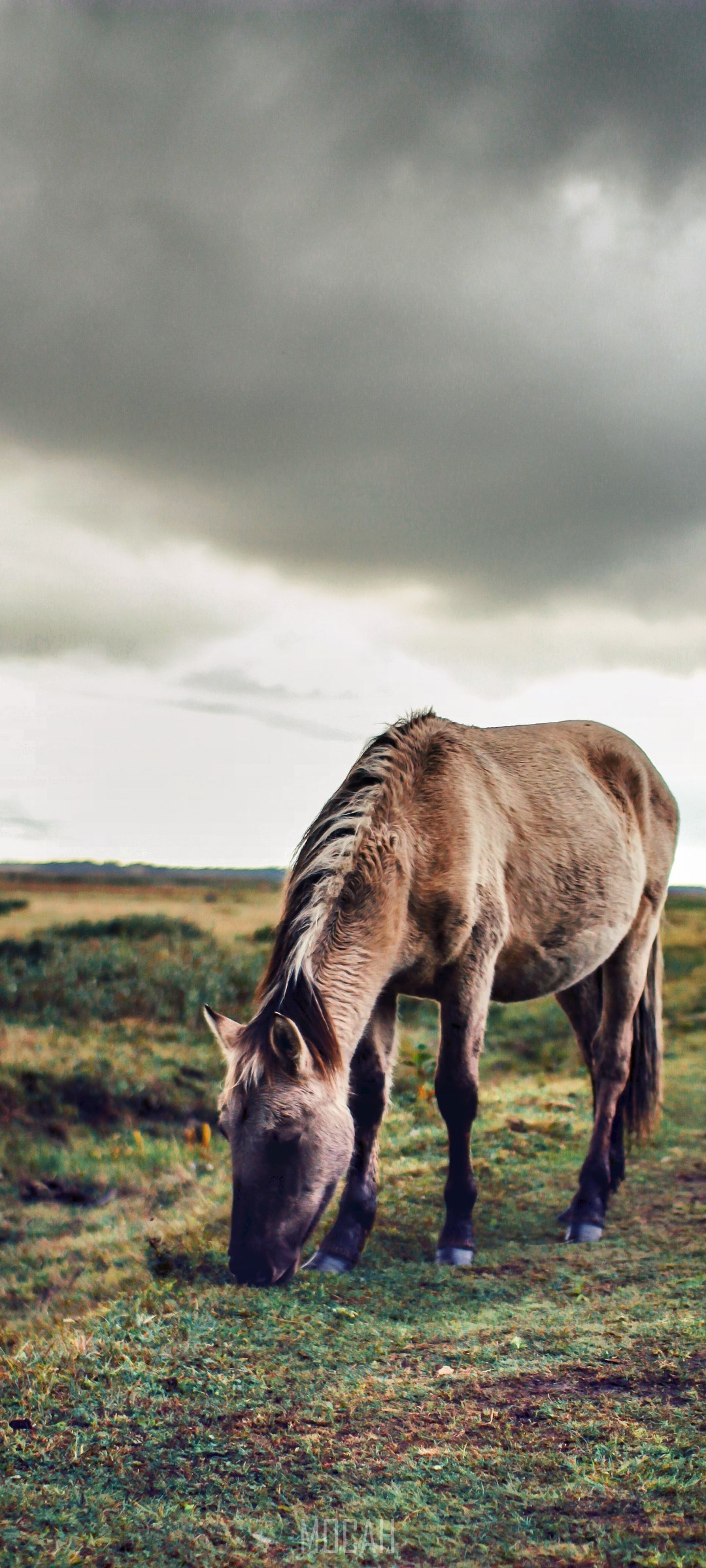 Horse grazing in a field under a cloudy sky HD Phone Wallpaper
