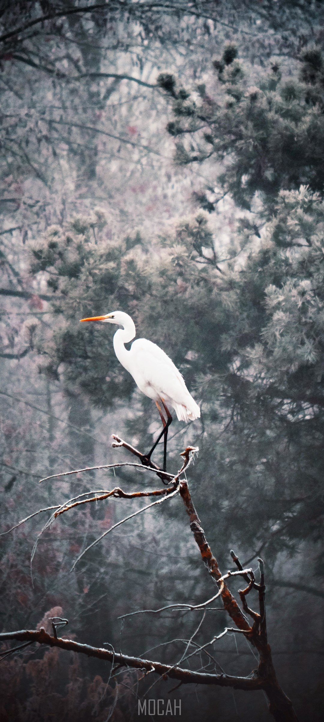 Great Egret perched on a frosty branch HD Phone Wallpaper