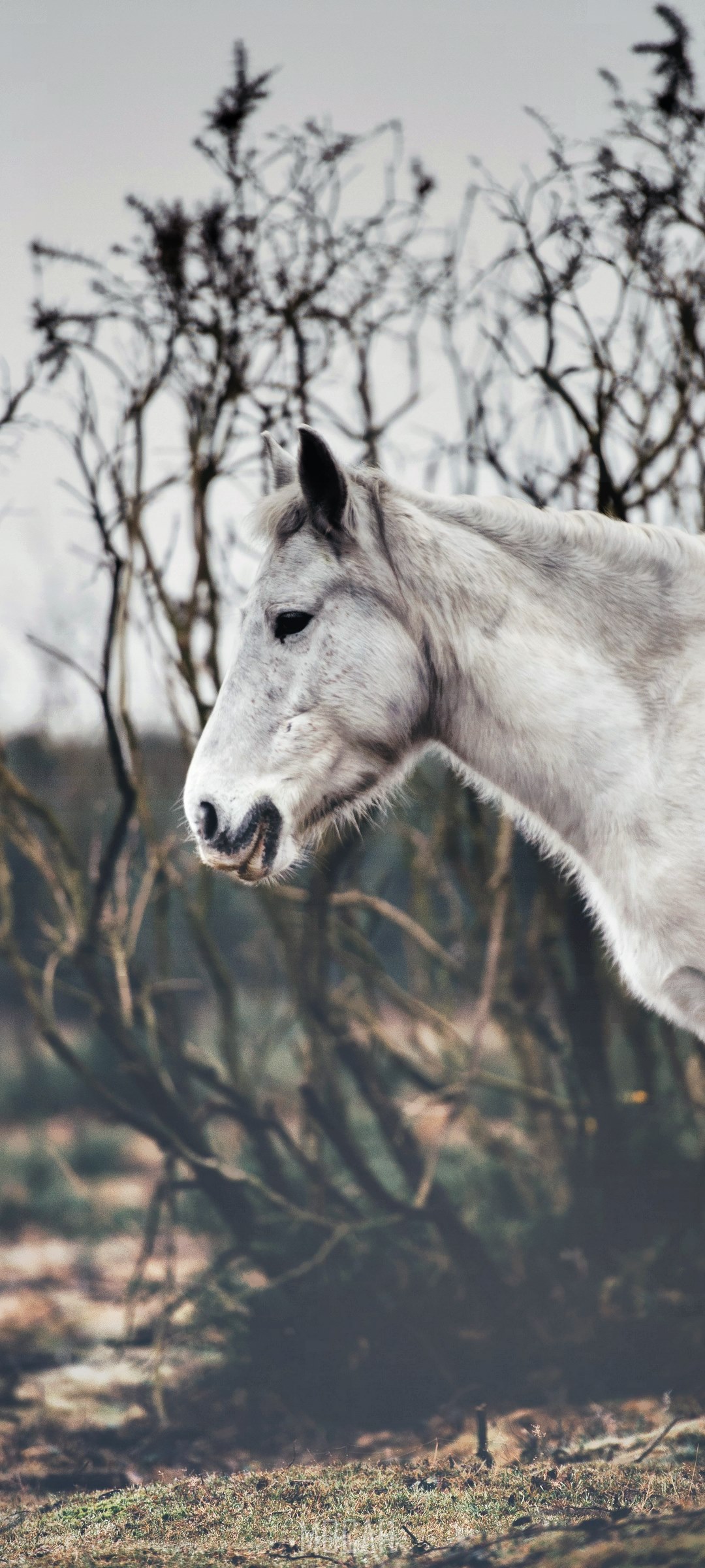 White horse in a natural setting HD Phone Wallpaper