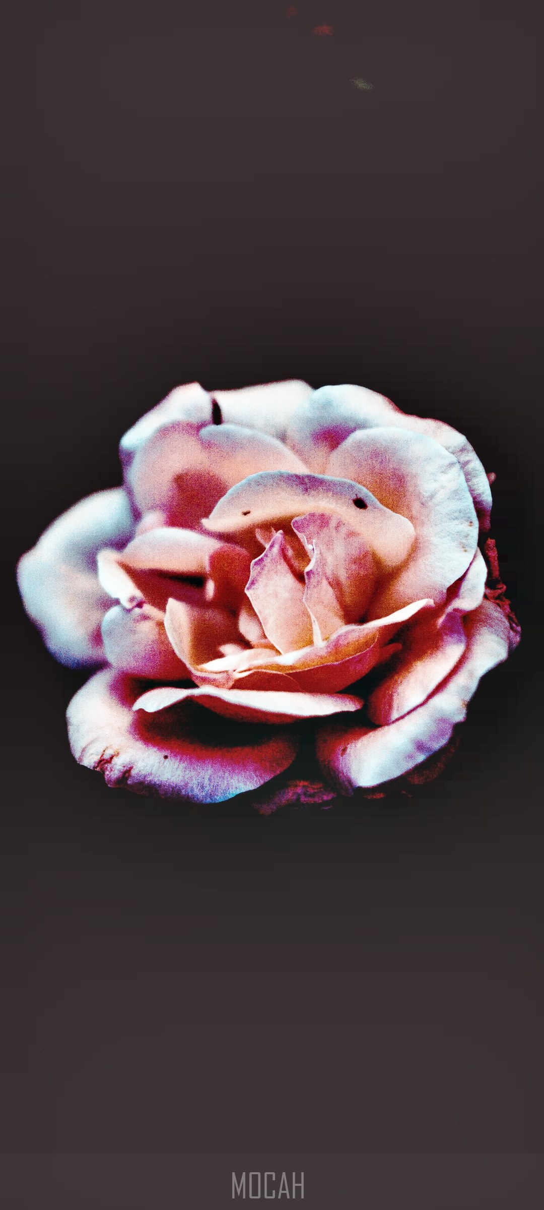 Close-up of a pink and white rose HD Phone Wallpaper